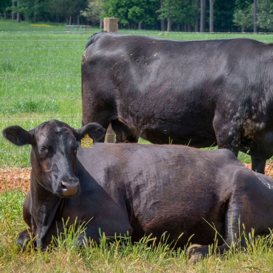 Following President Trump's Executive Orders, USDA Updates Its Cash Cattle Market Reports to Advance Transparency