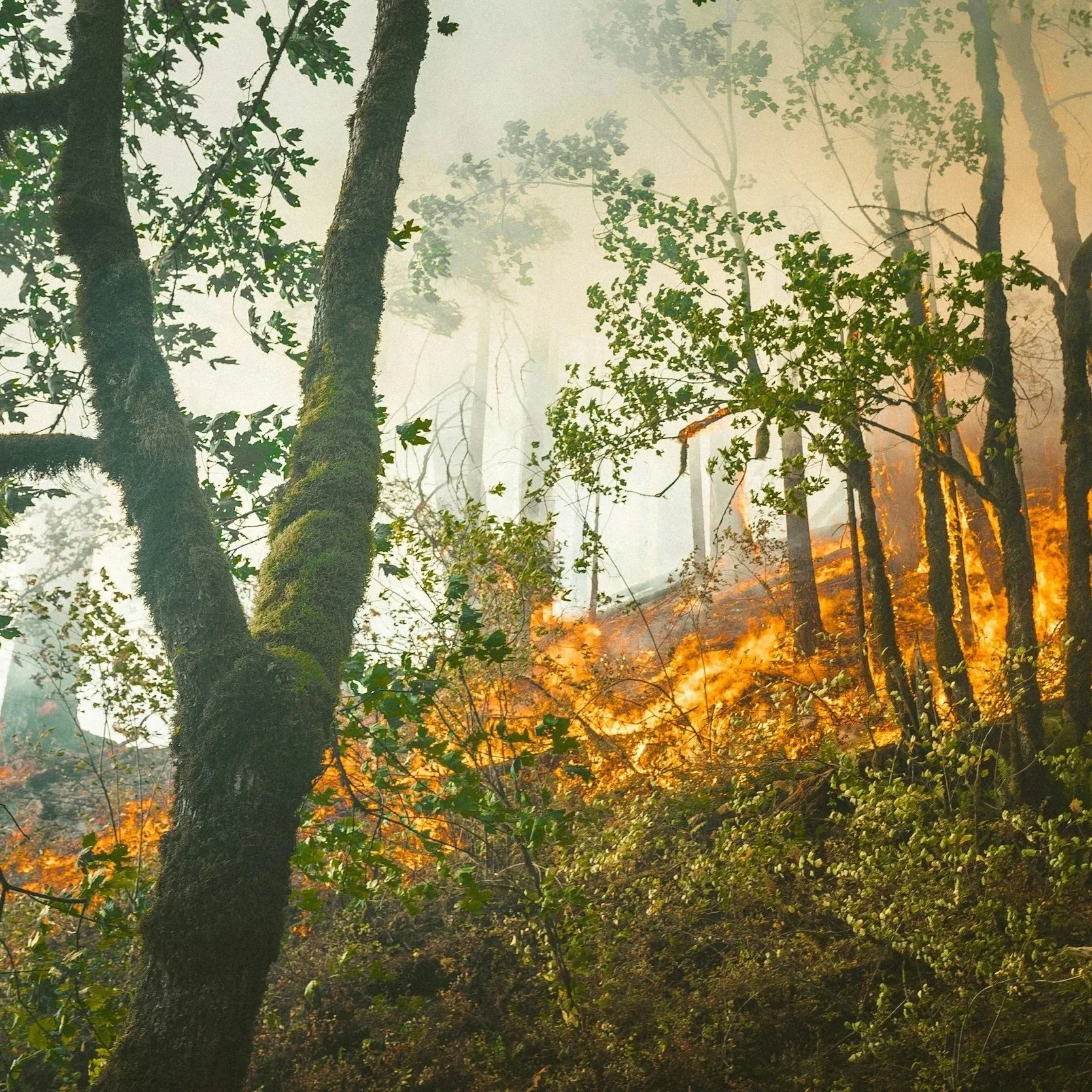 LDWF Sets Burn Ban in Place on Its Public Lands