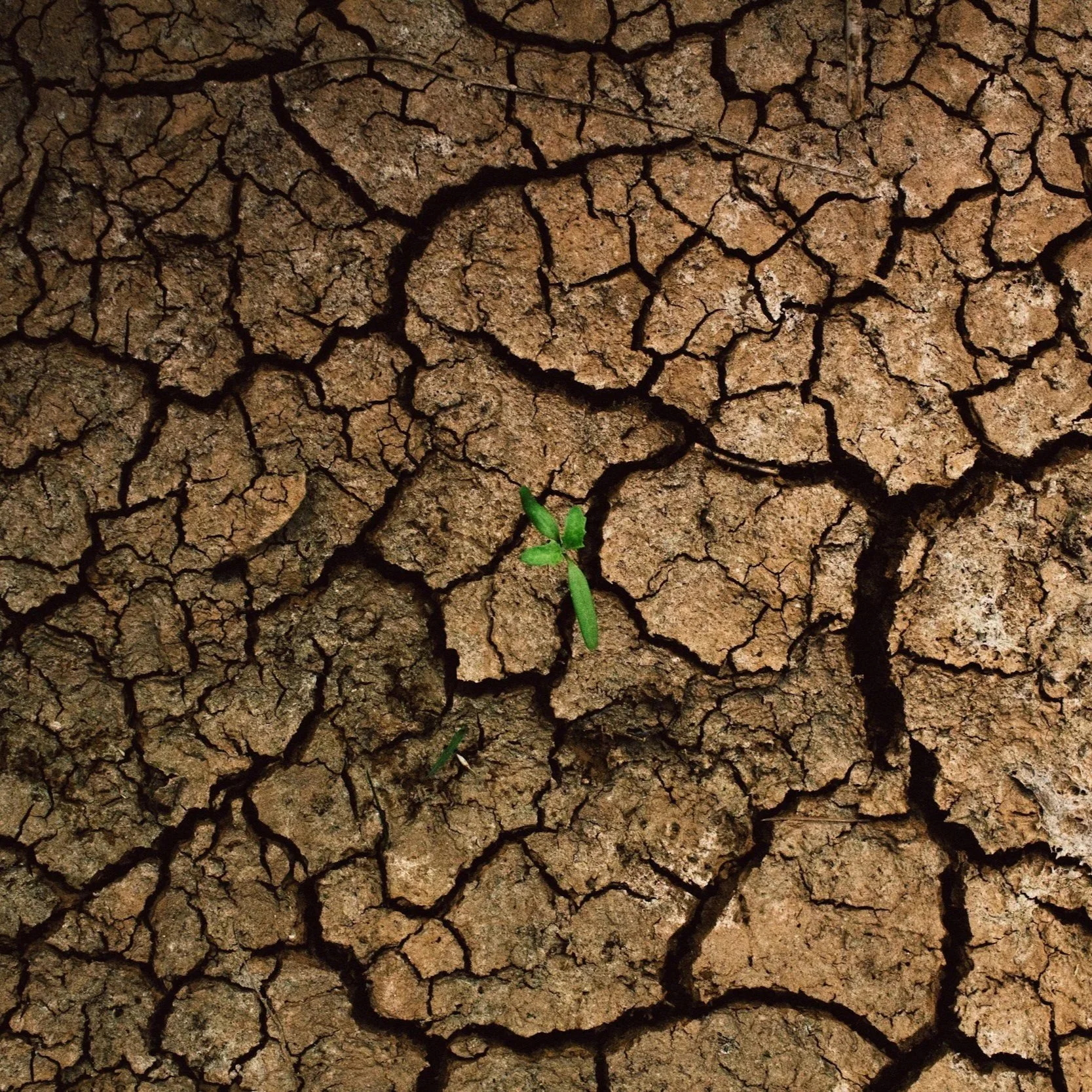 Drought Pushes Beauregard Parish Farmers to the Brink