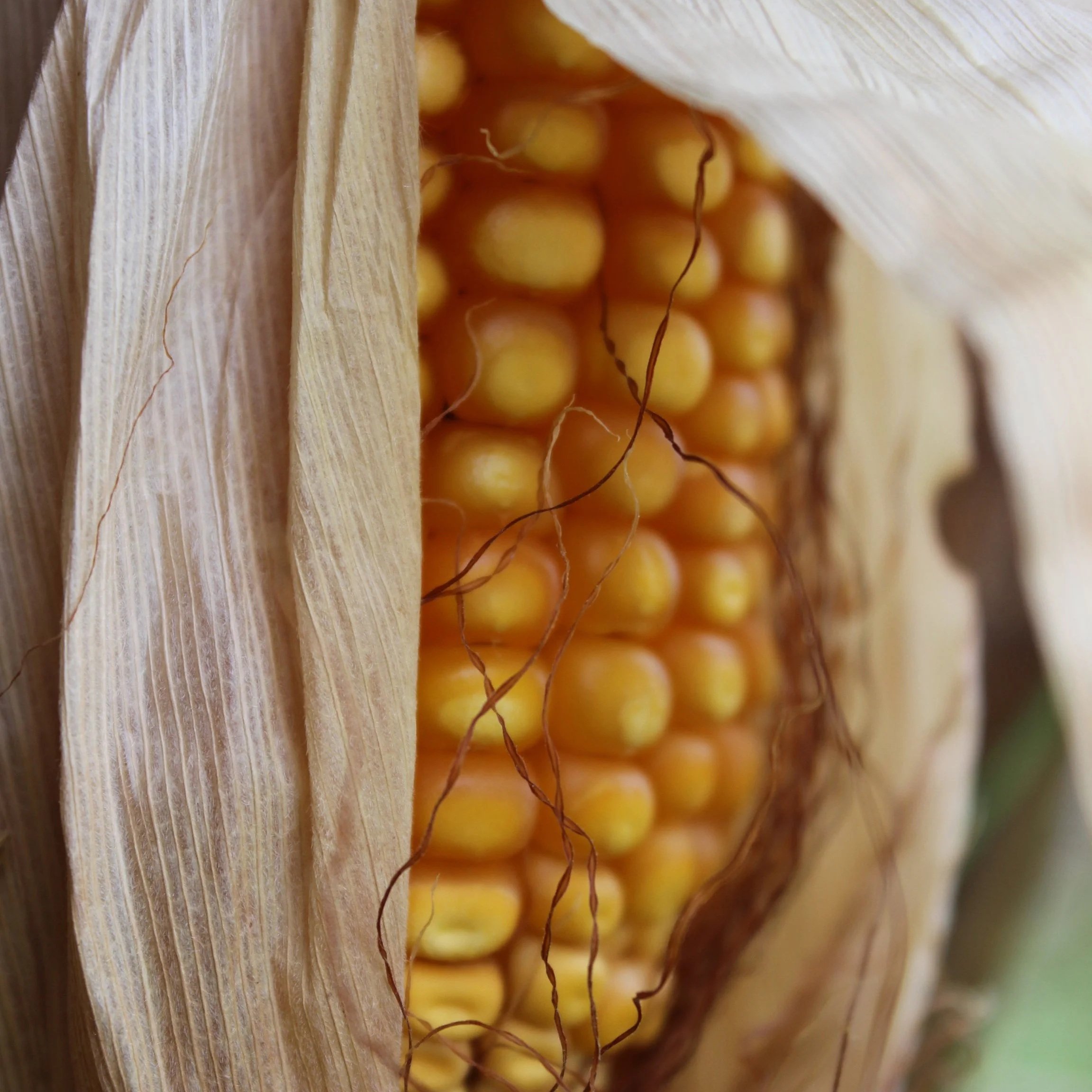 Crop Report Revisions Highlight Importance of Accurate Estimates