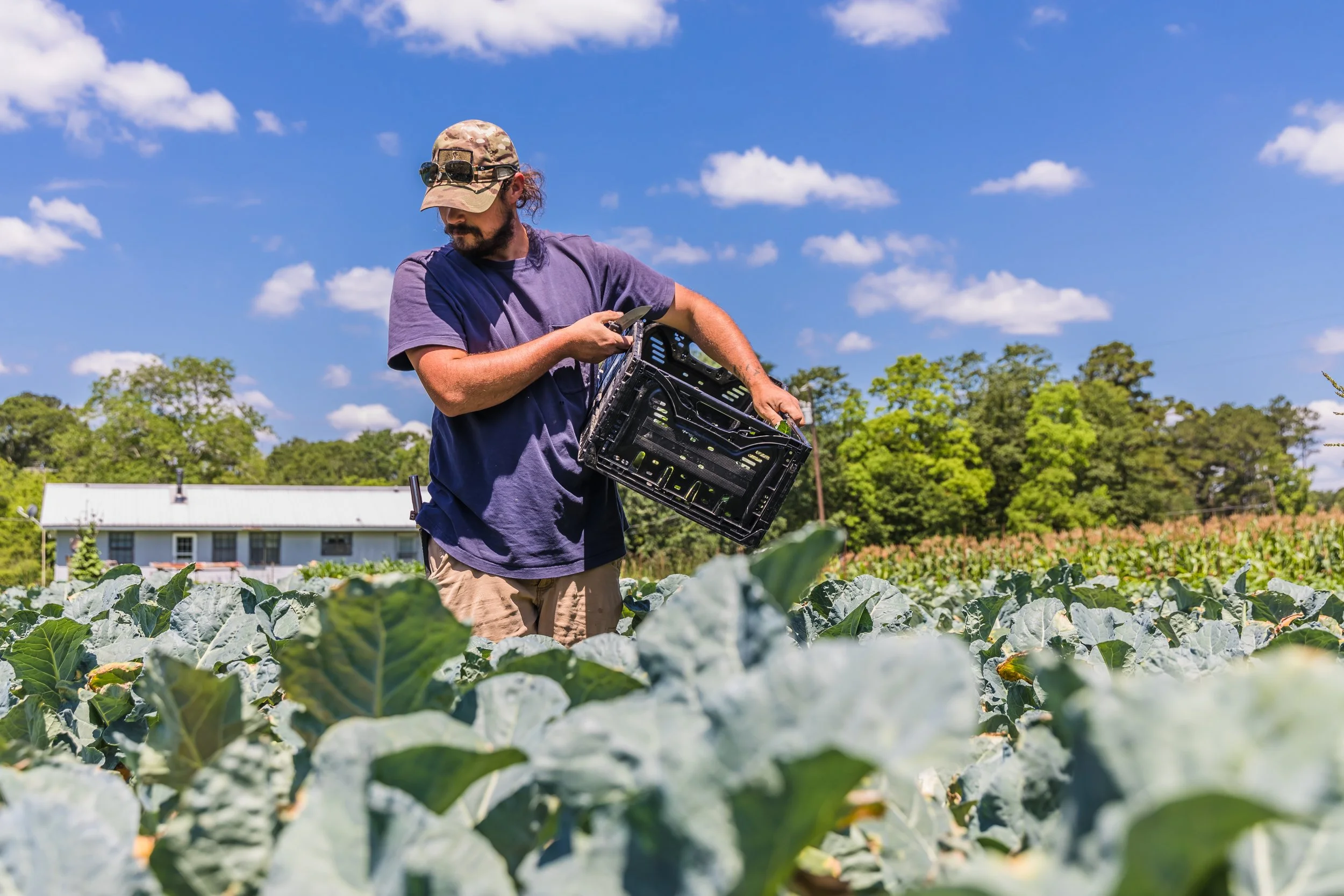 Farmer Share of Food Dollar Shrinks  
