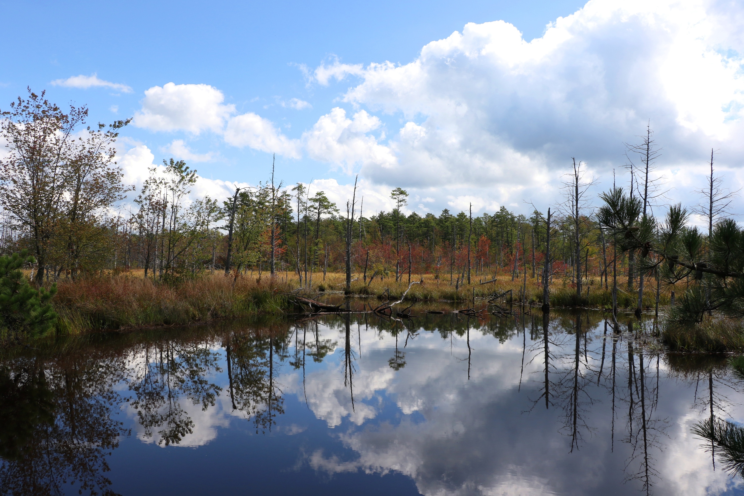 Pine Barrens