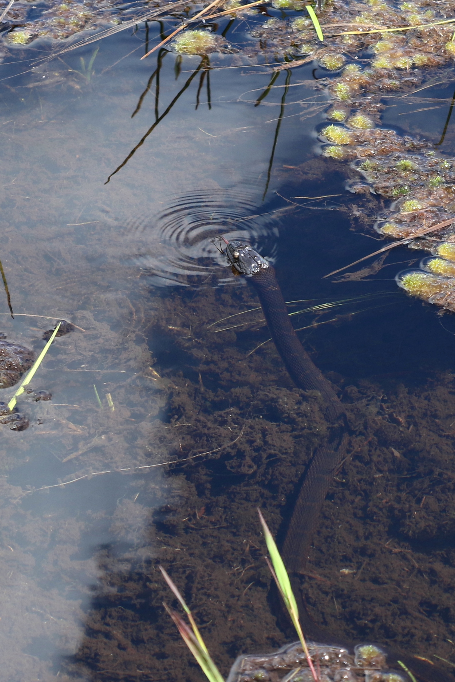 Northern Watersnake