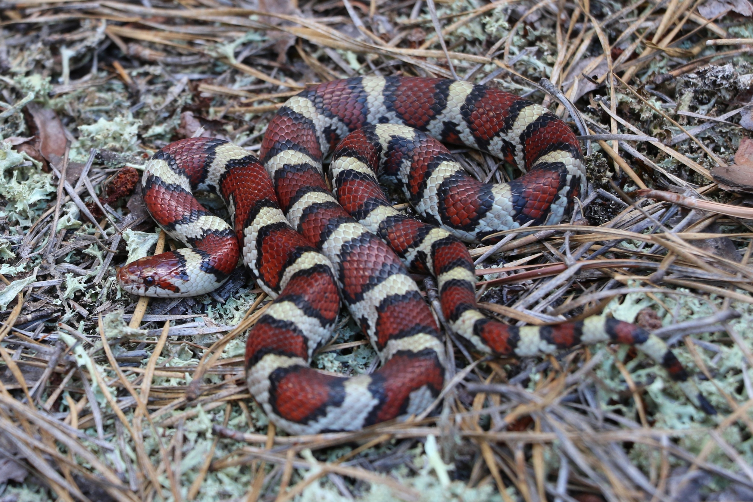 Coastal Plains Milksnake