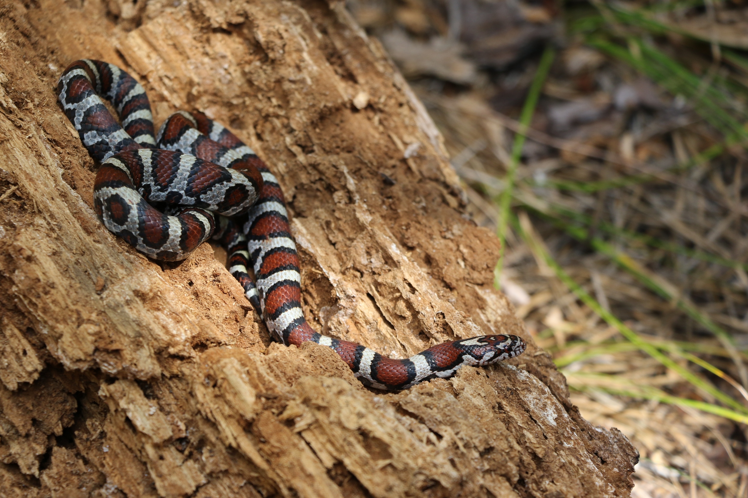 Coastal Plains Milksnake