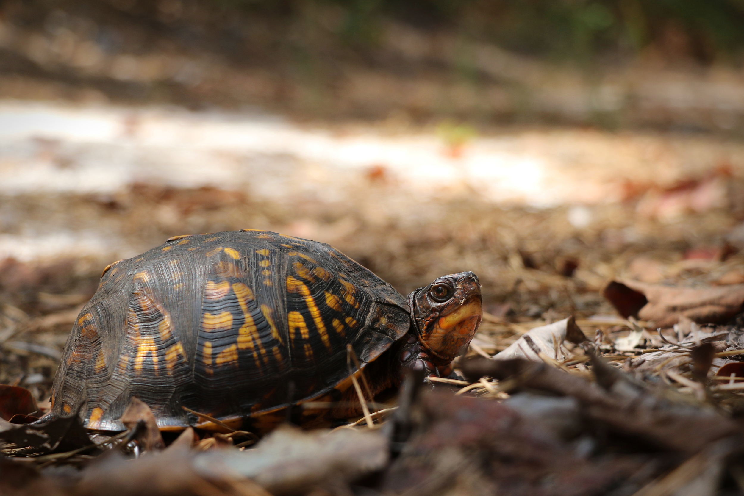 Eastern Box Turtle