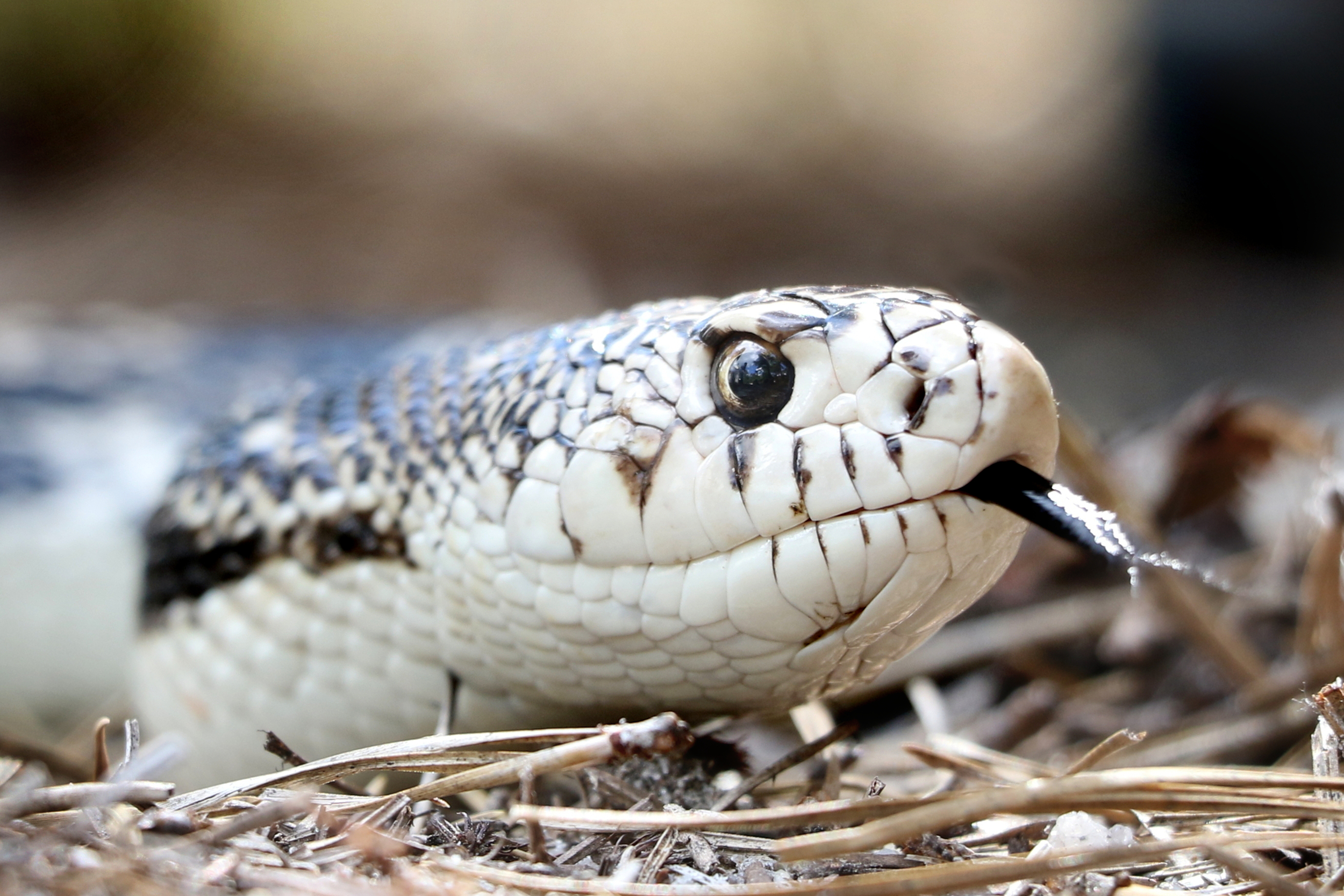 Northern Pinesnake