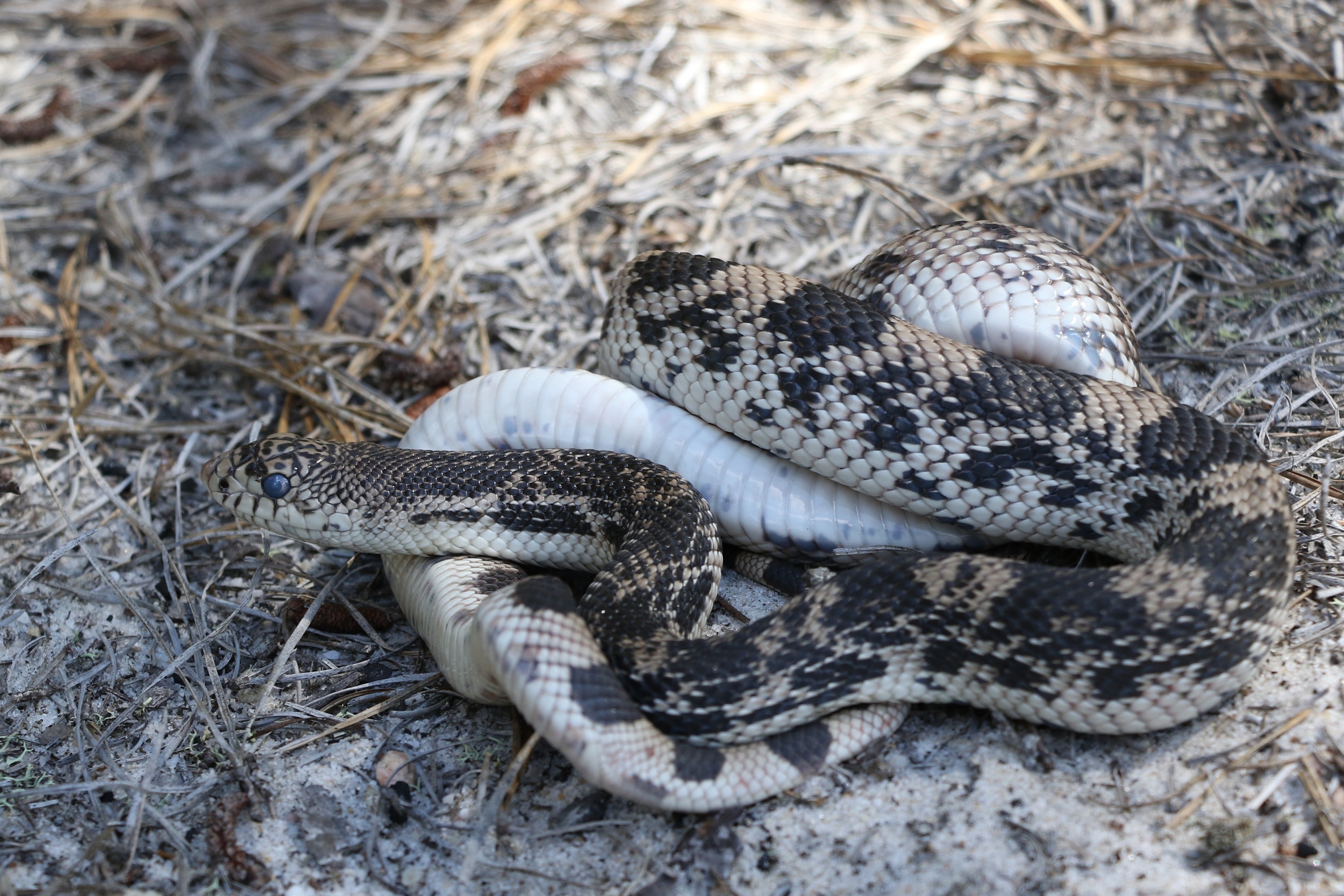 Northern Pinesnake in shed