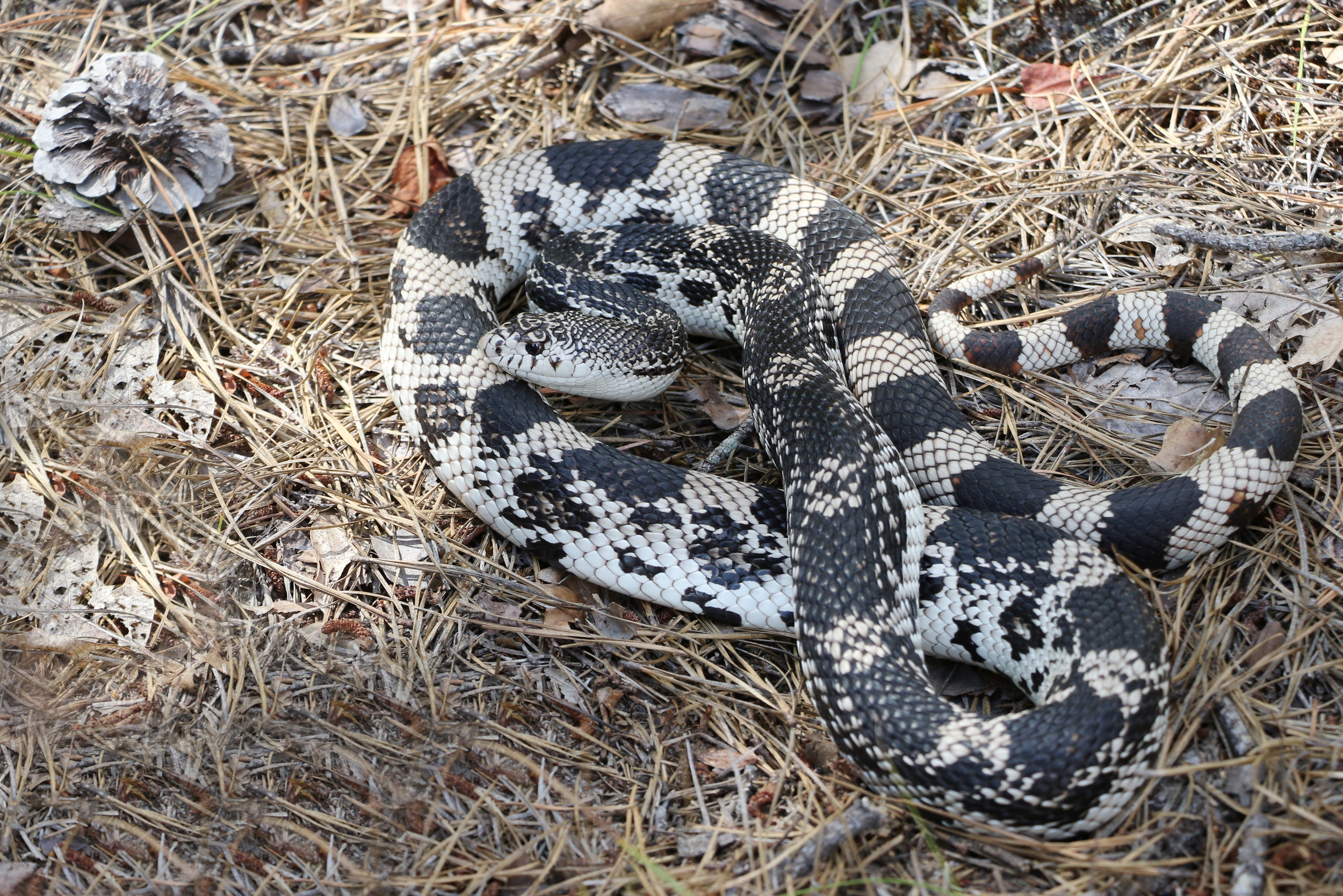 Northern Pinesnake