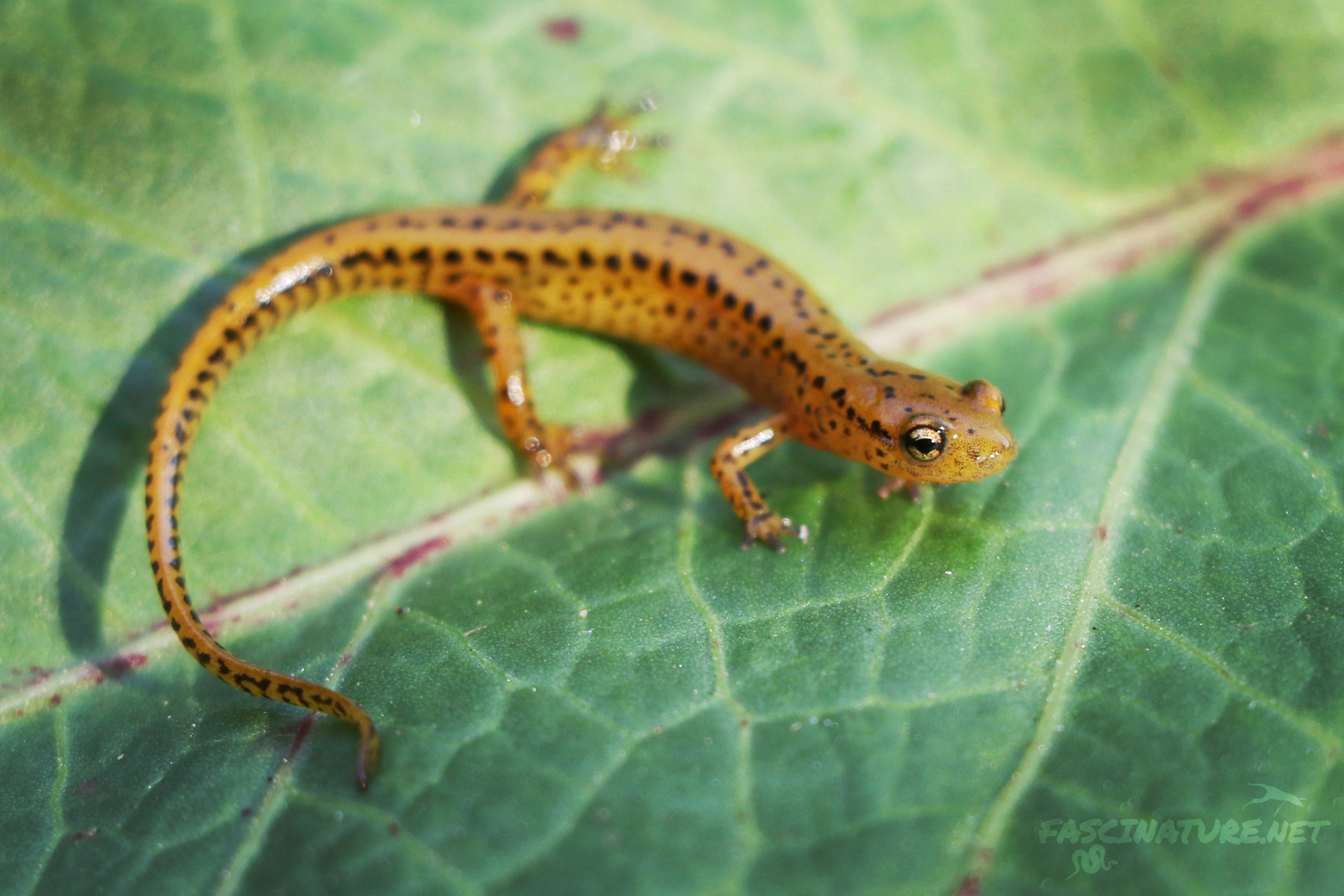 Long-tailed Salamander