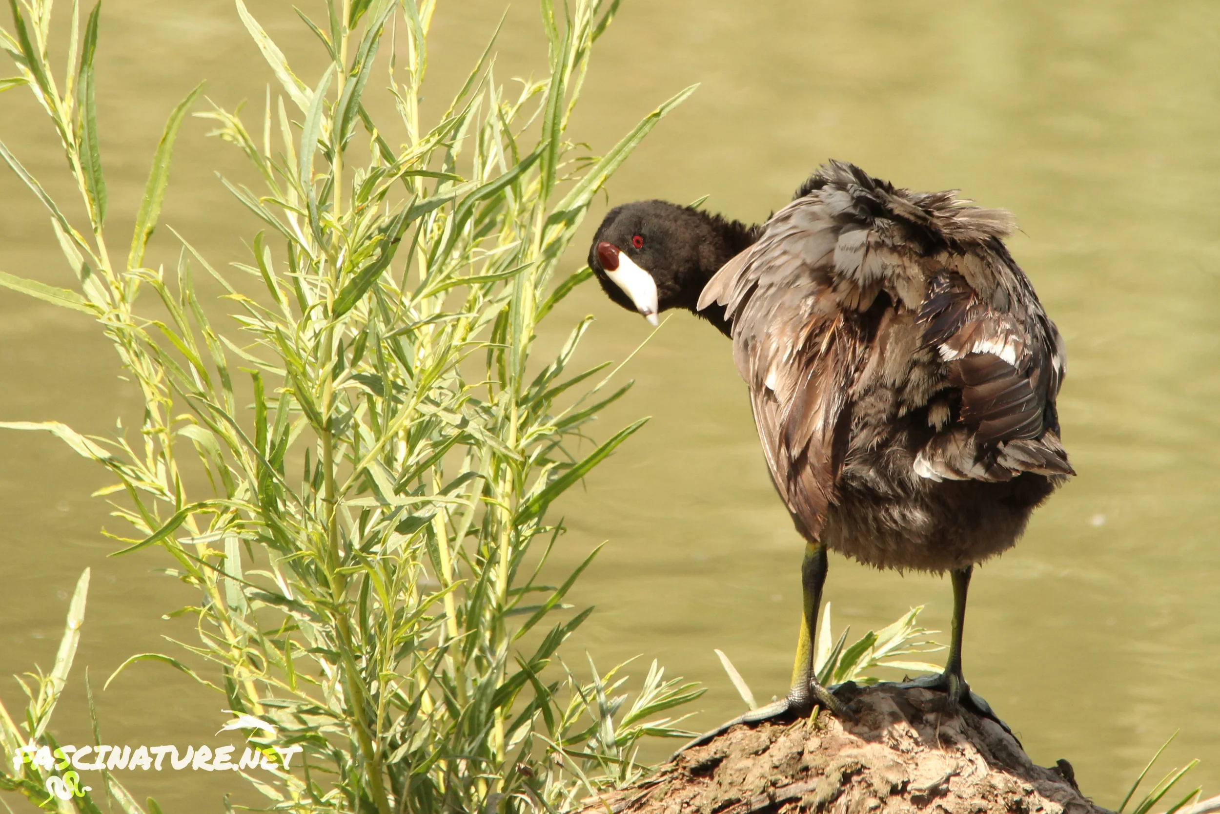 American Coot