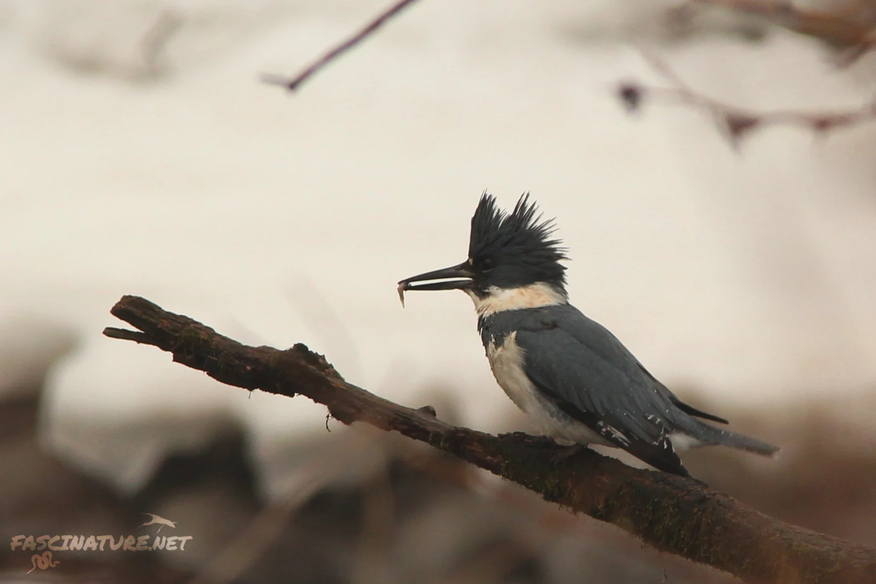Belted Kingfisher with minnow