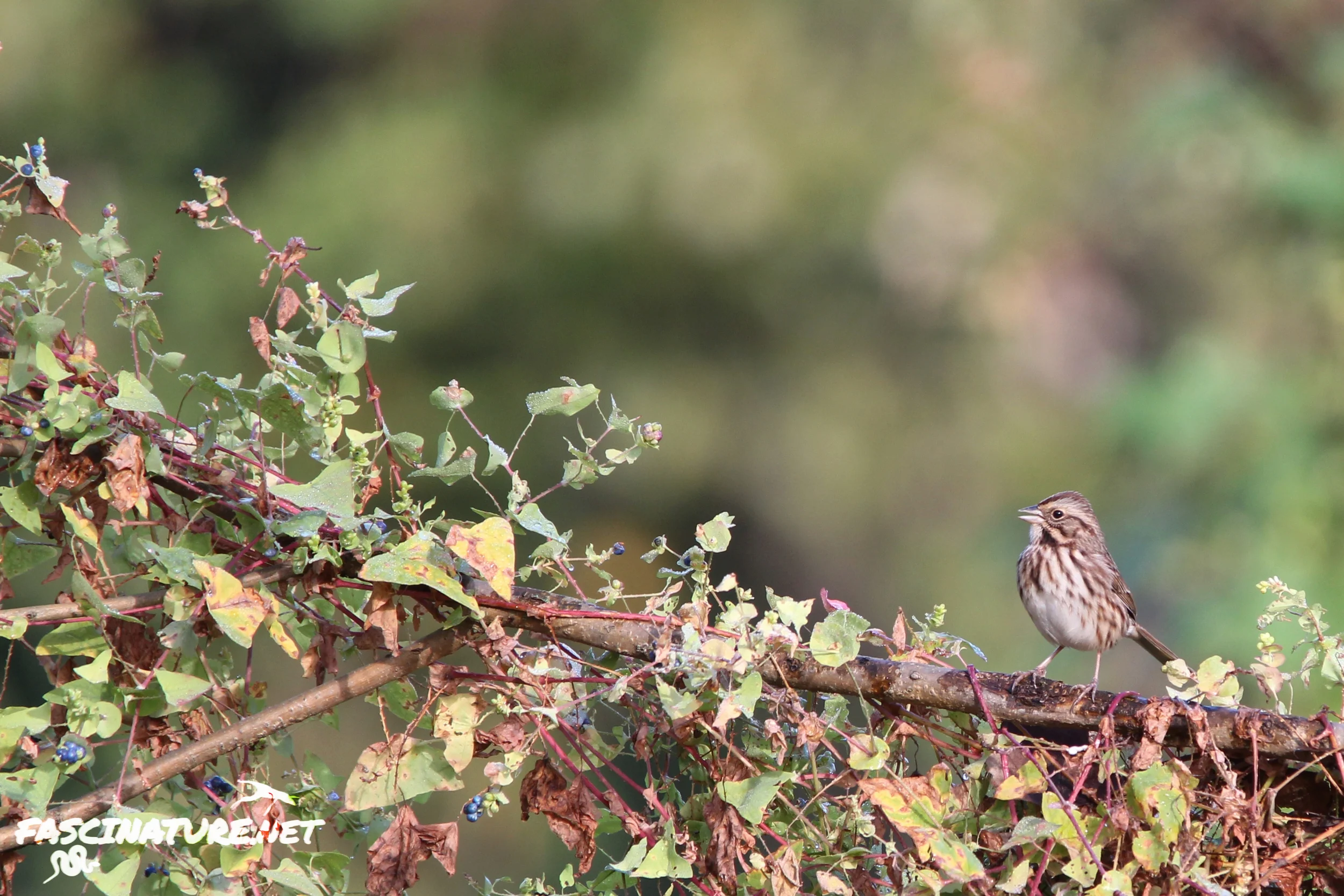 Song Sparrow