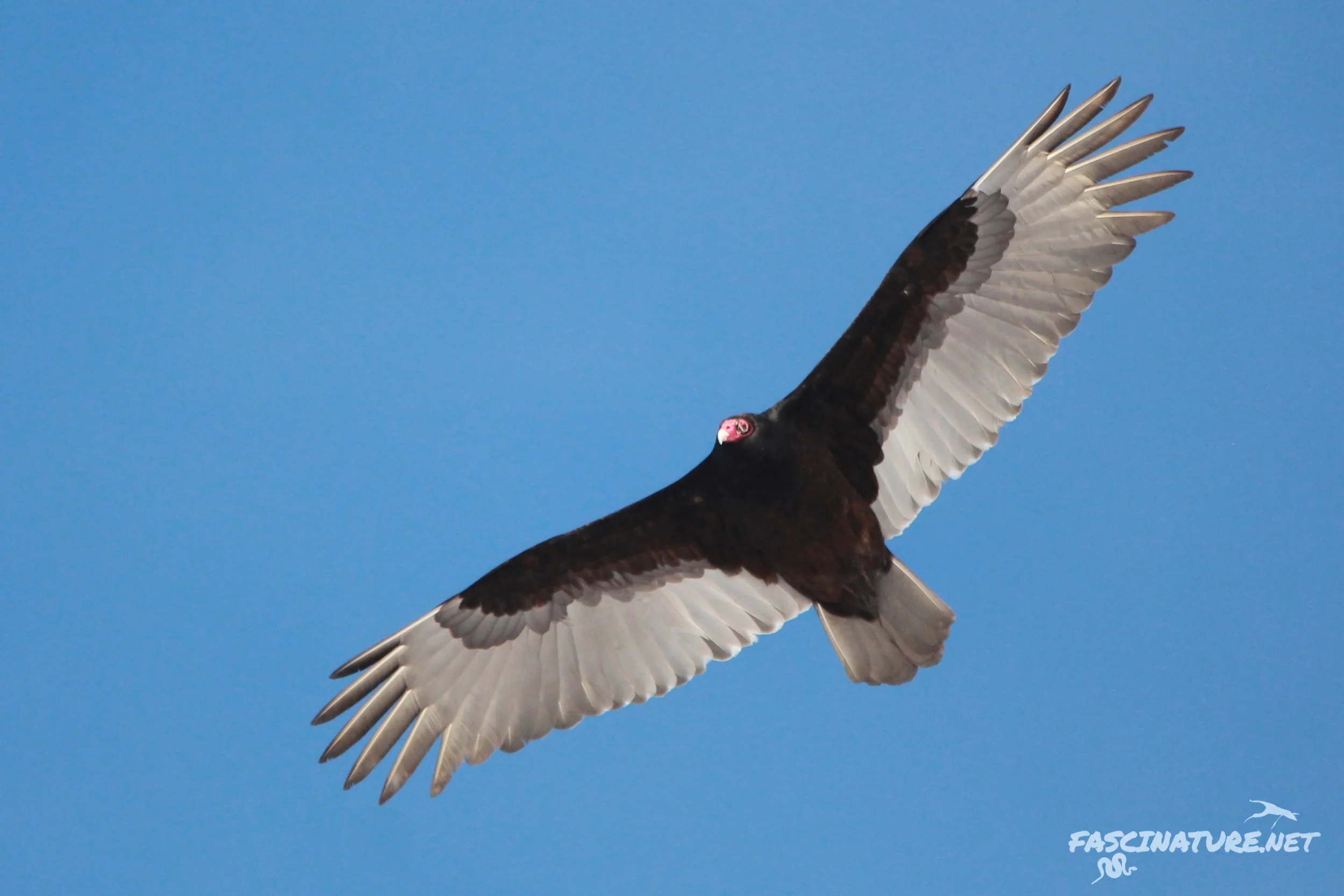 Turkey Vulture