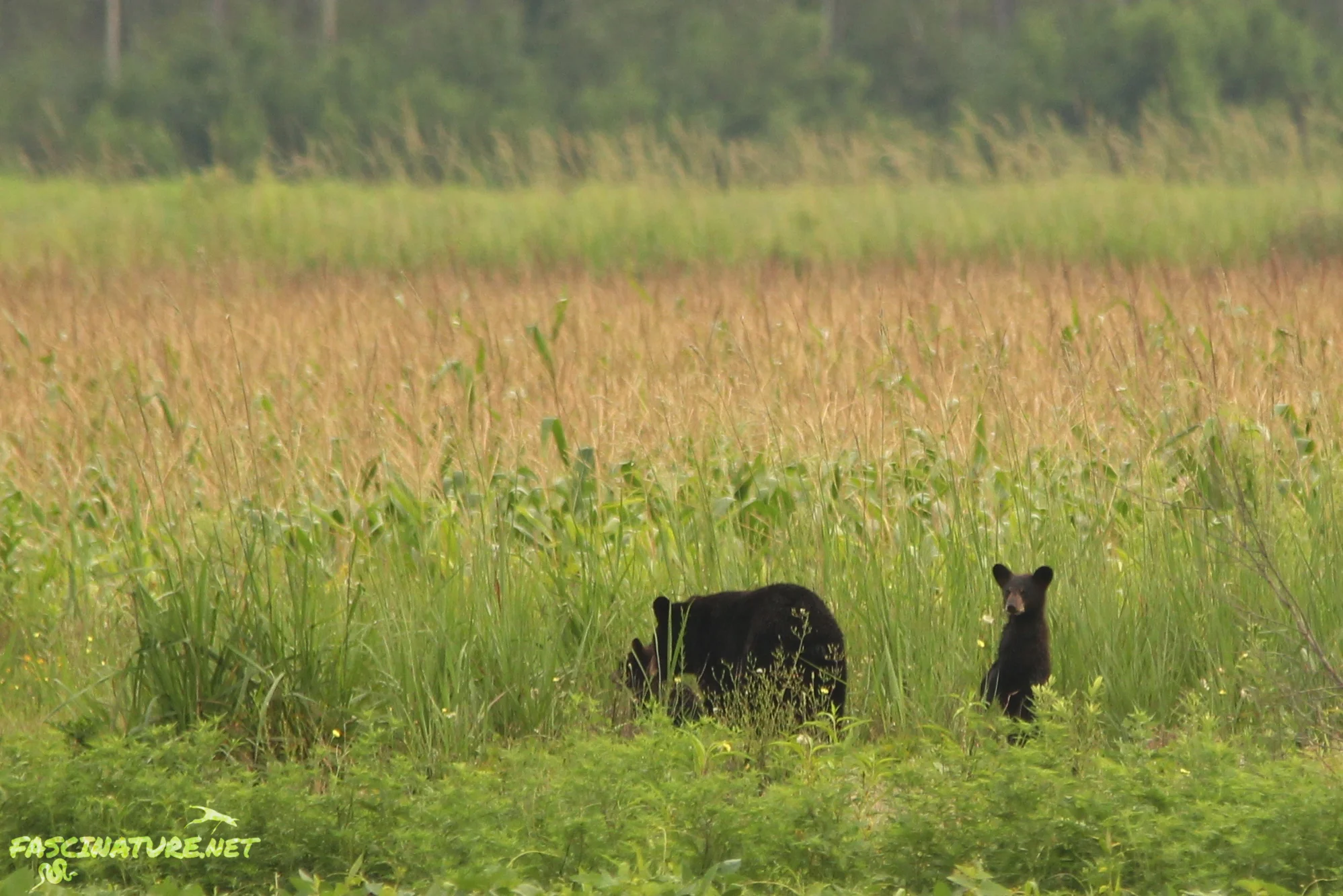 Black Bears