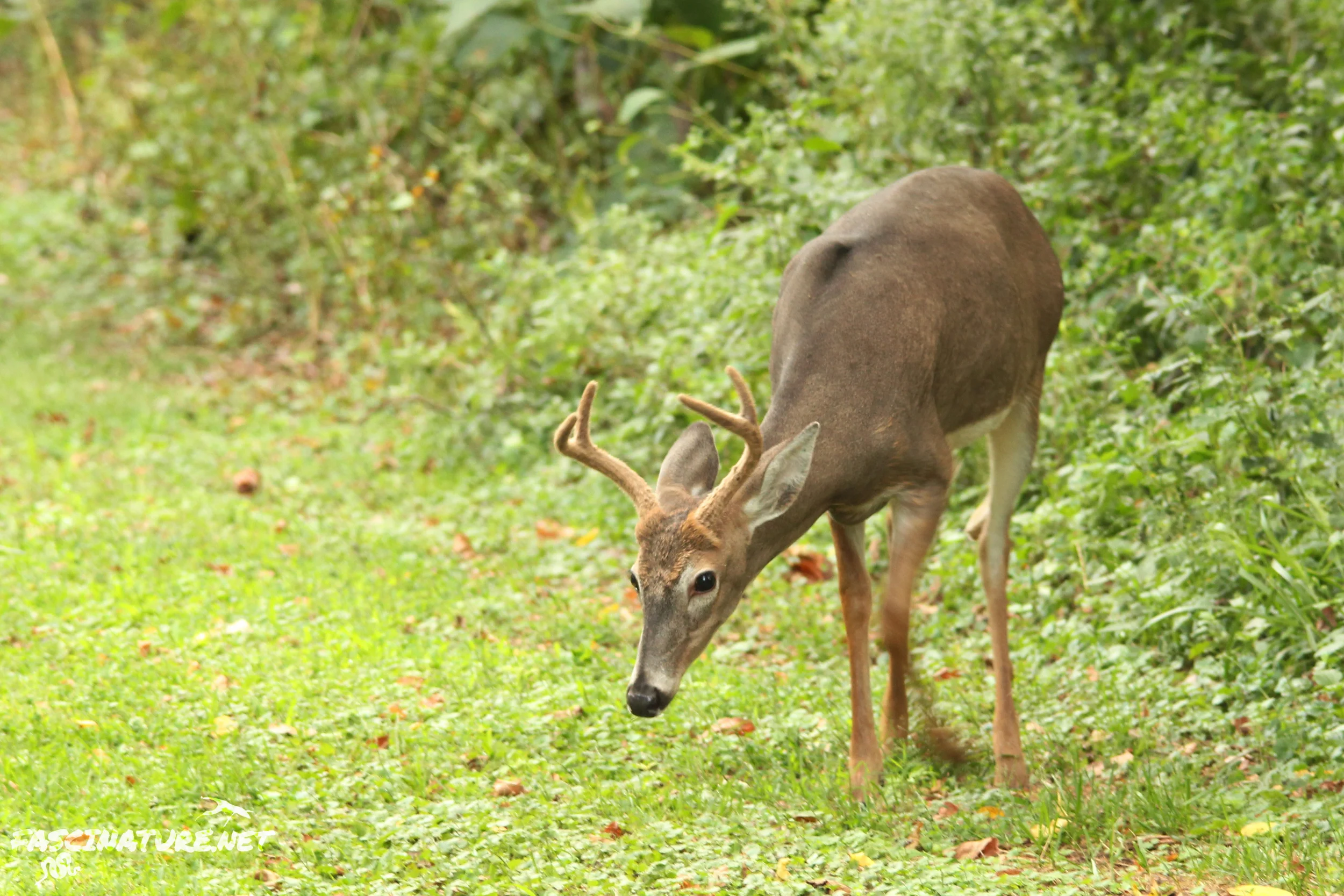 White-tailed Deer