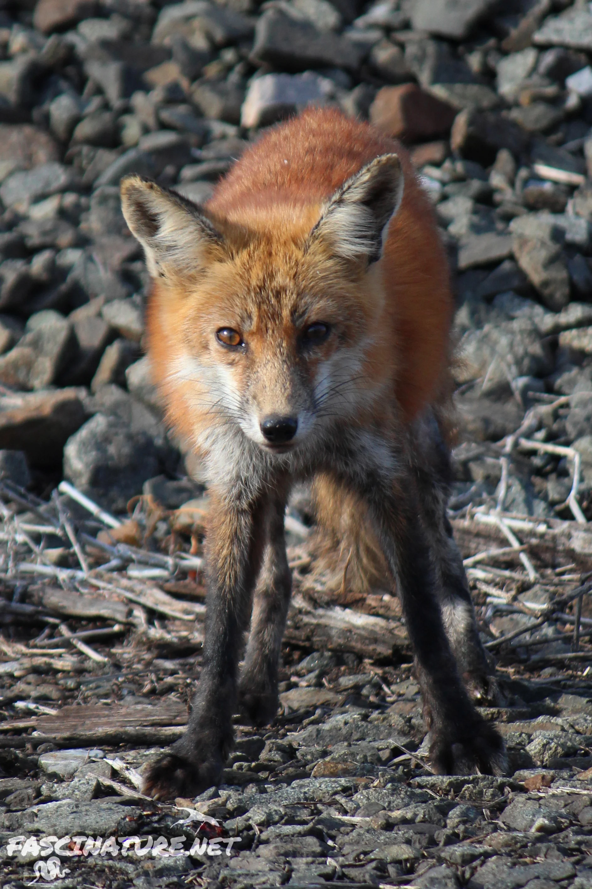 Eastern Red Fox