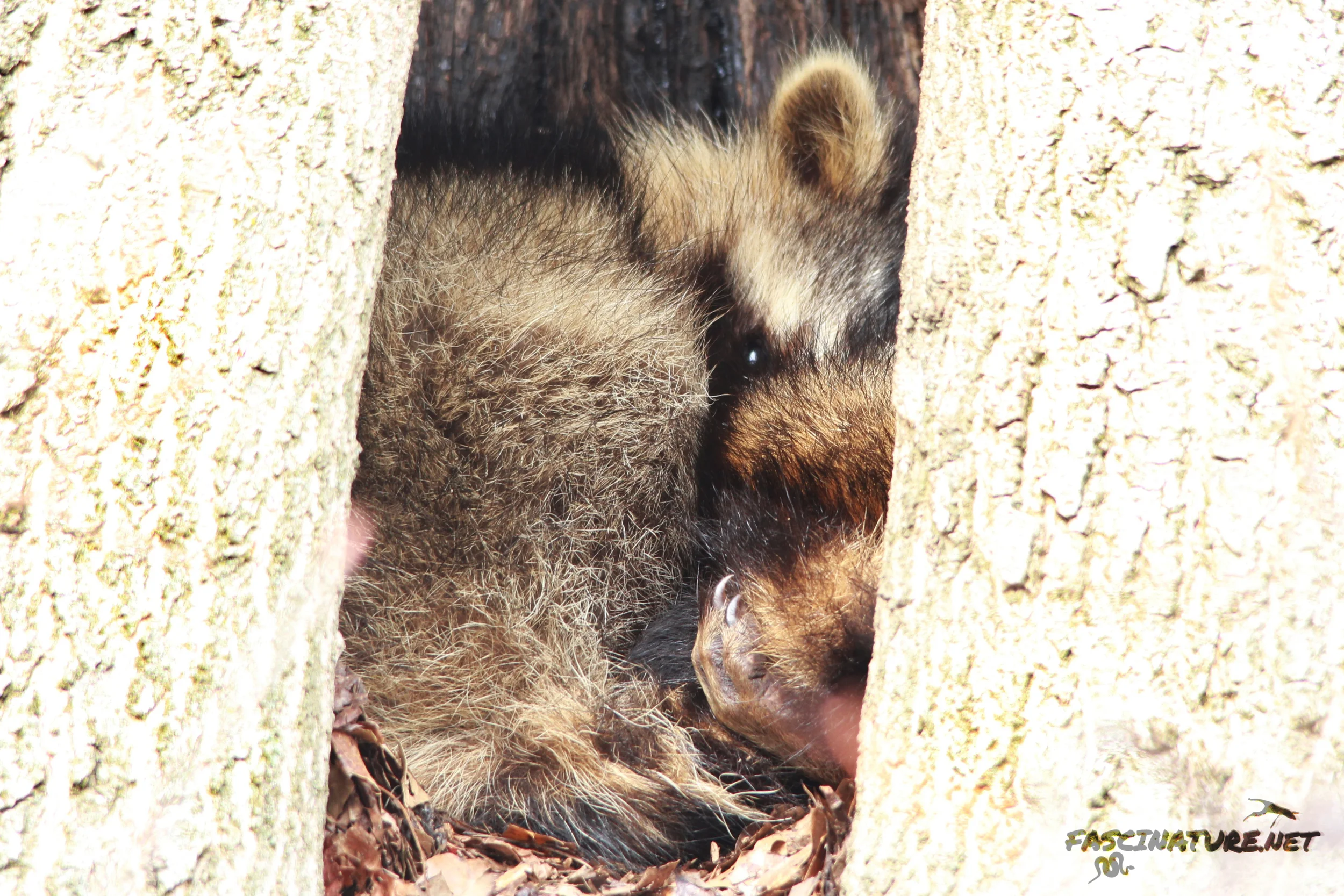 Sleeping Raccoon