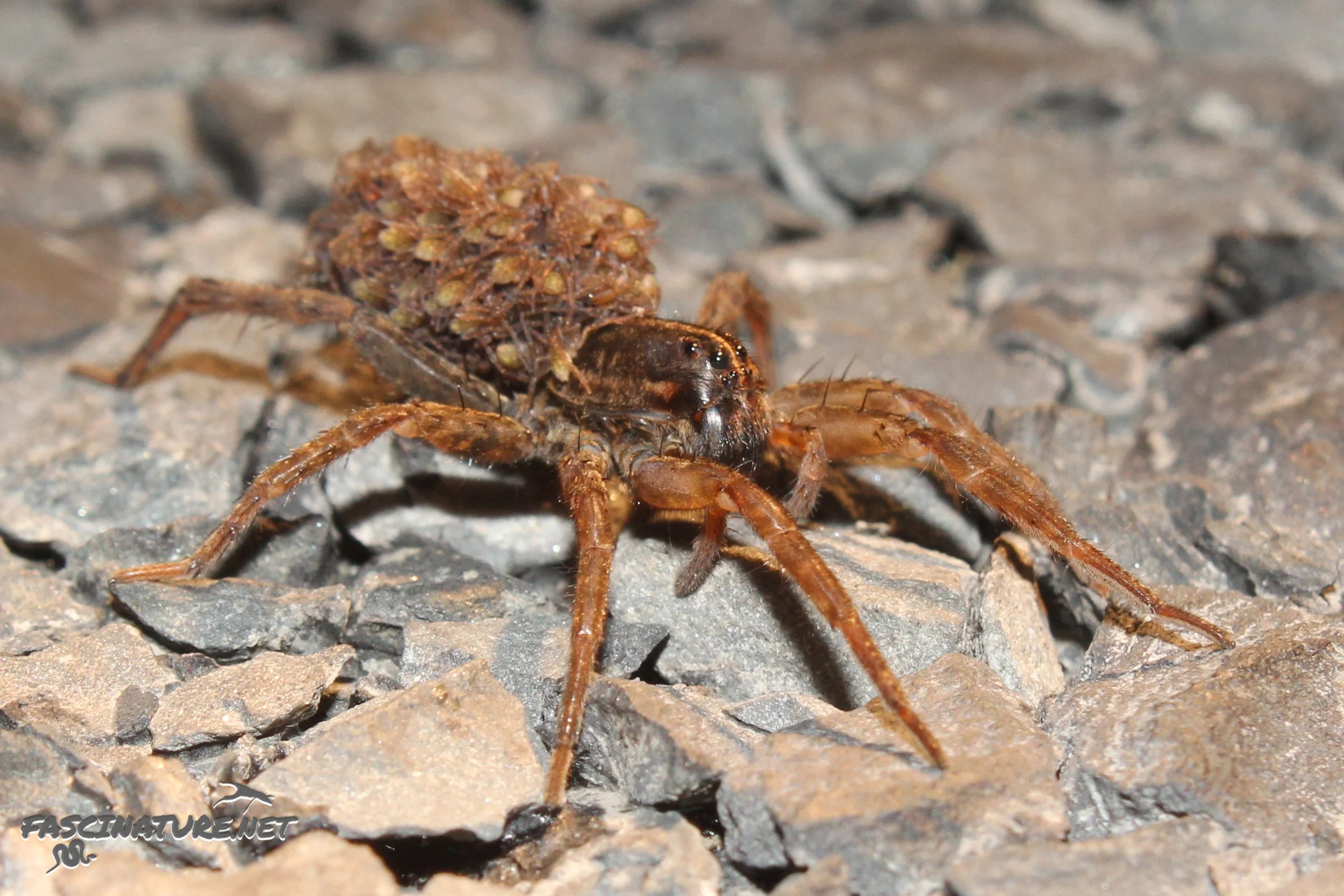 Wolf Spider with babies