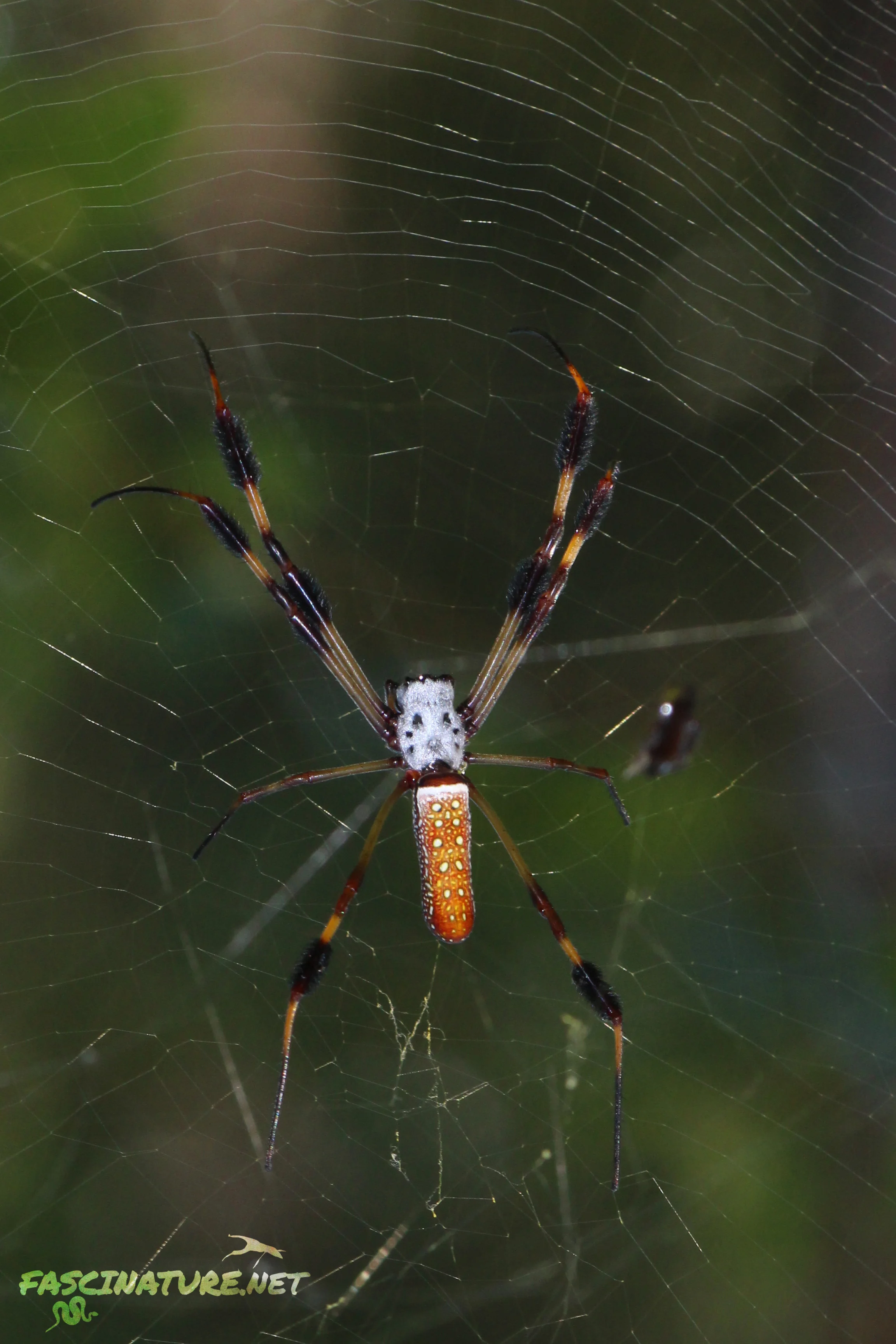 Banana Spider