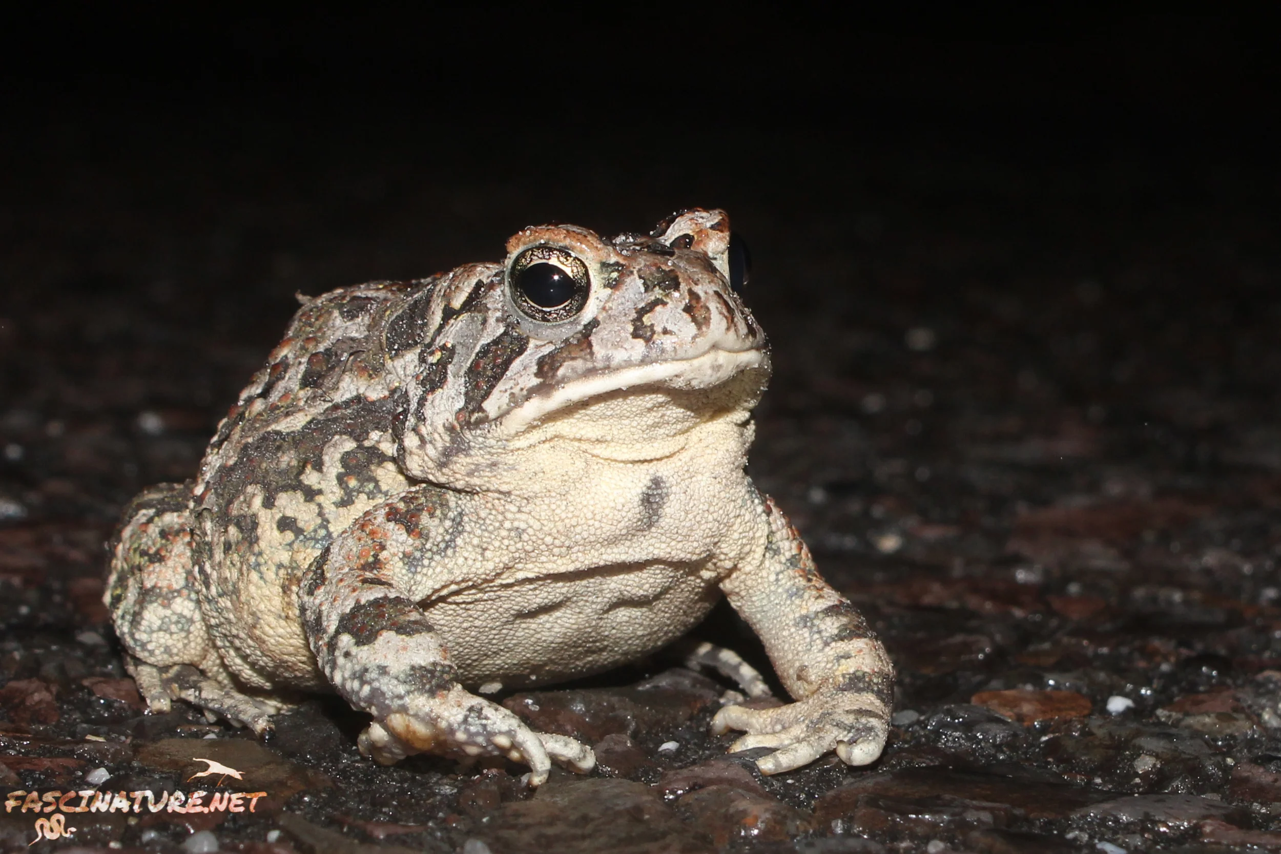 Fowler's Toad