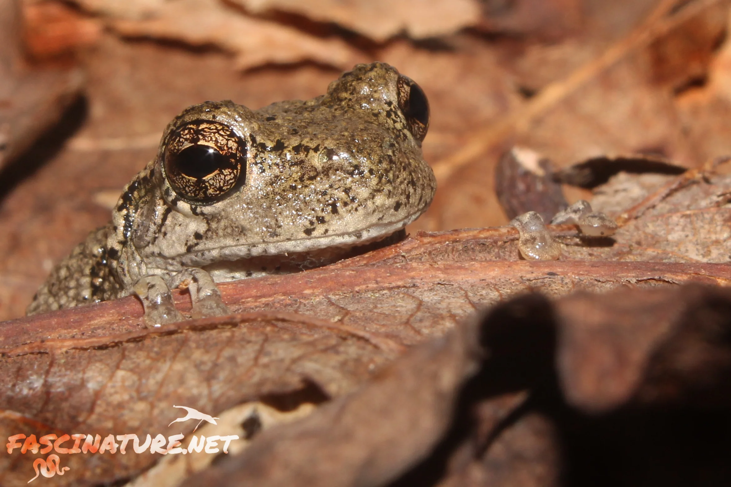 Northern Gray Treefrog