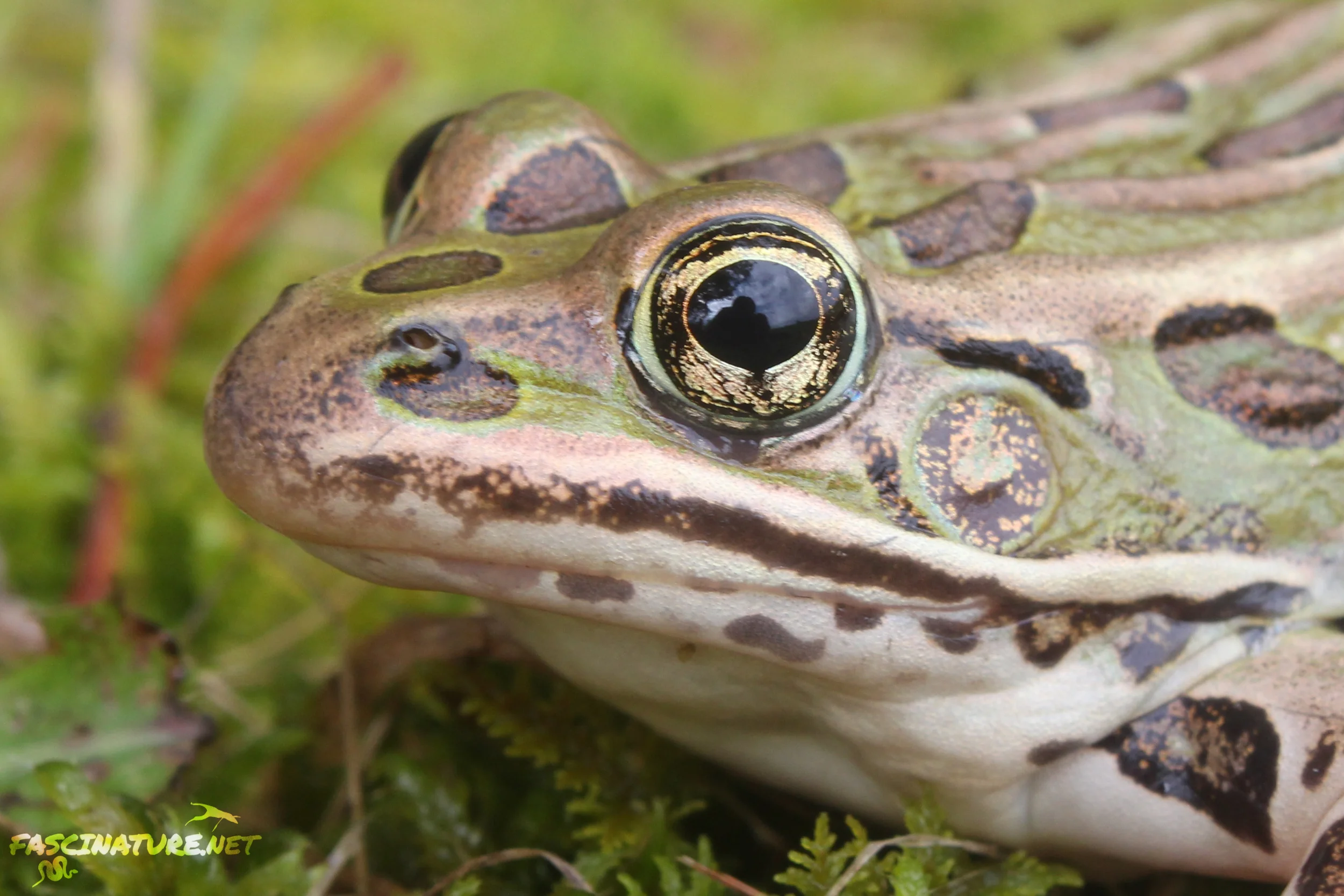 Northern Leopard Frog