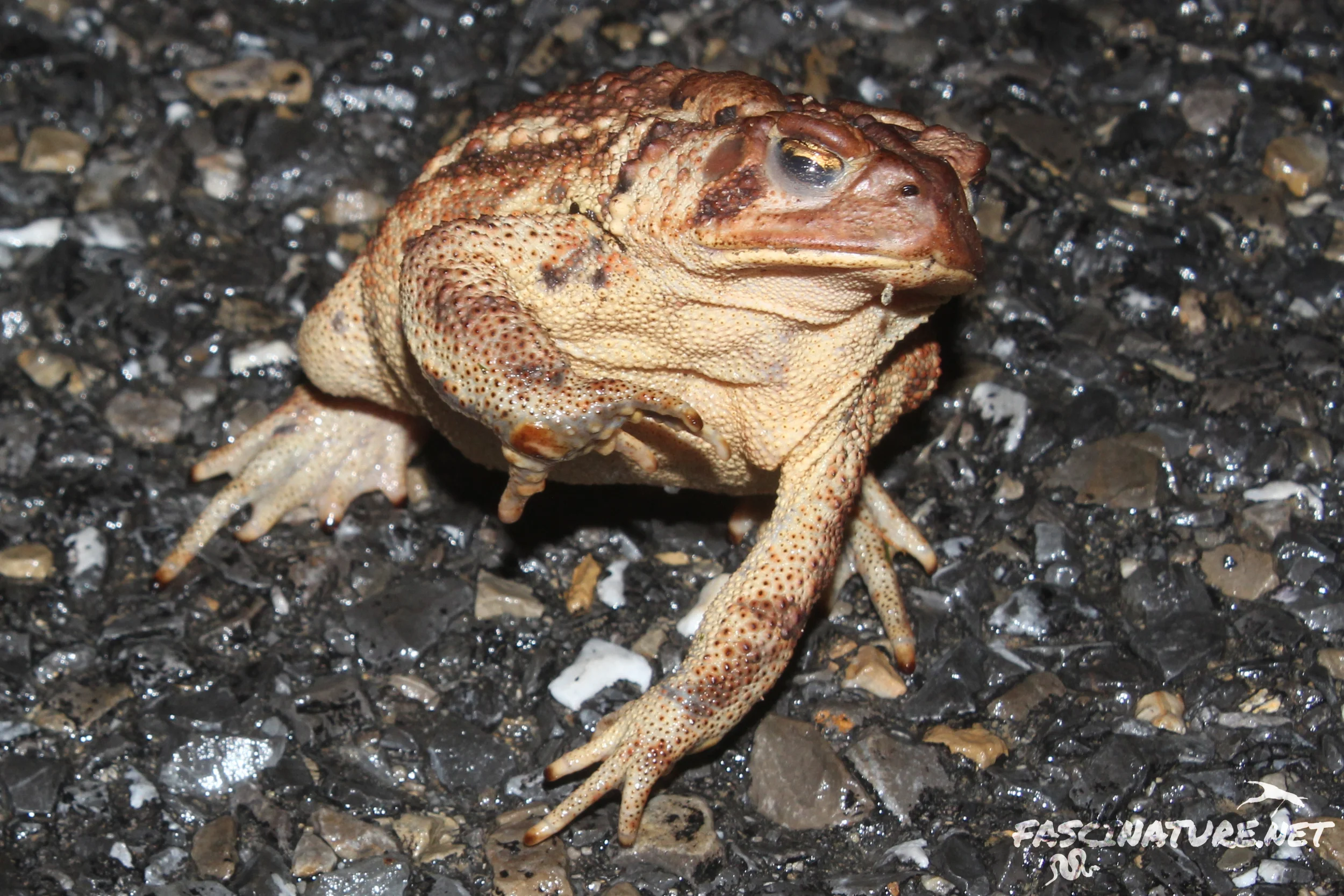 American Toad doesn't like pictures