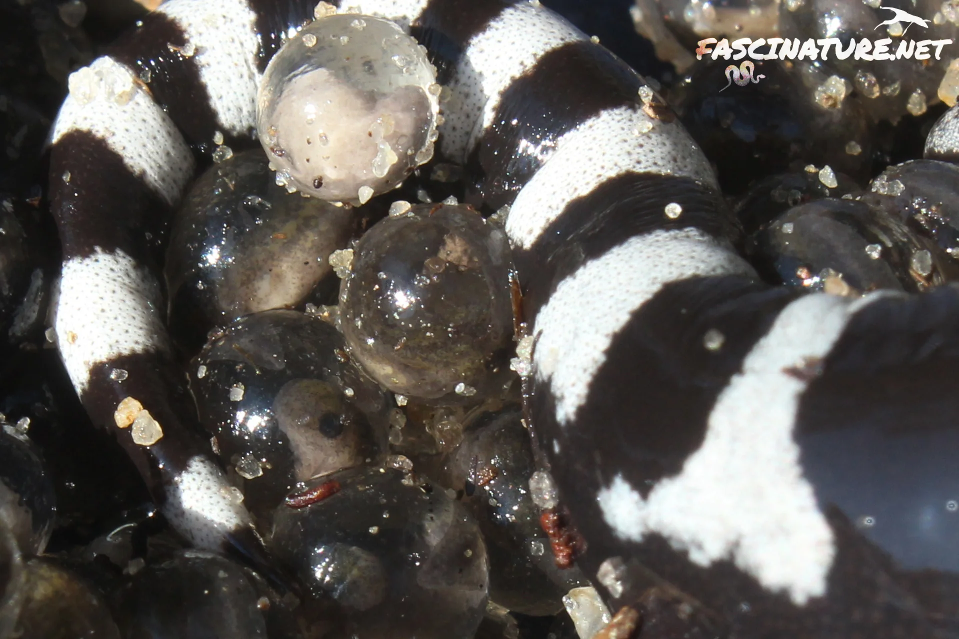 Marbled Salamander eggs