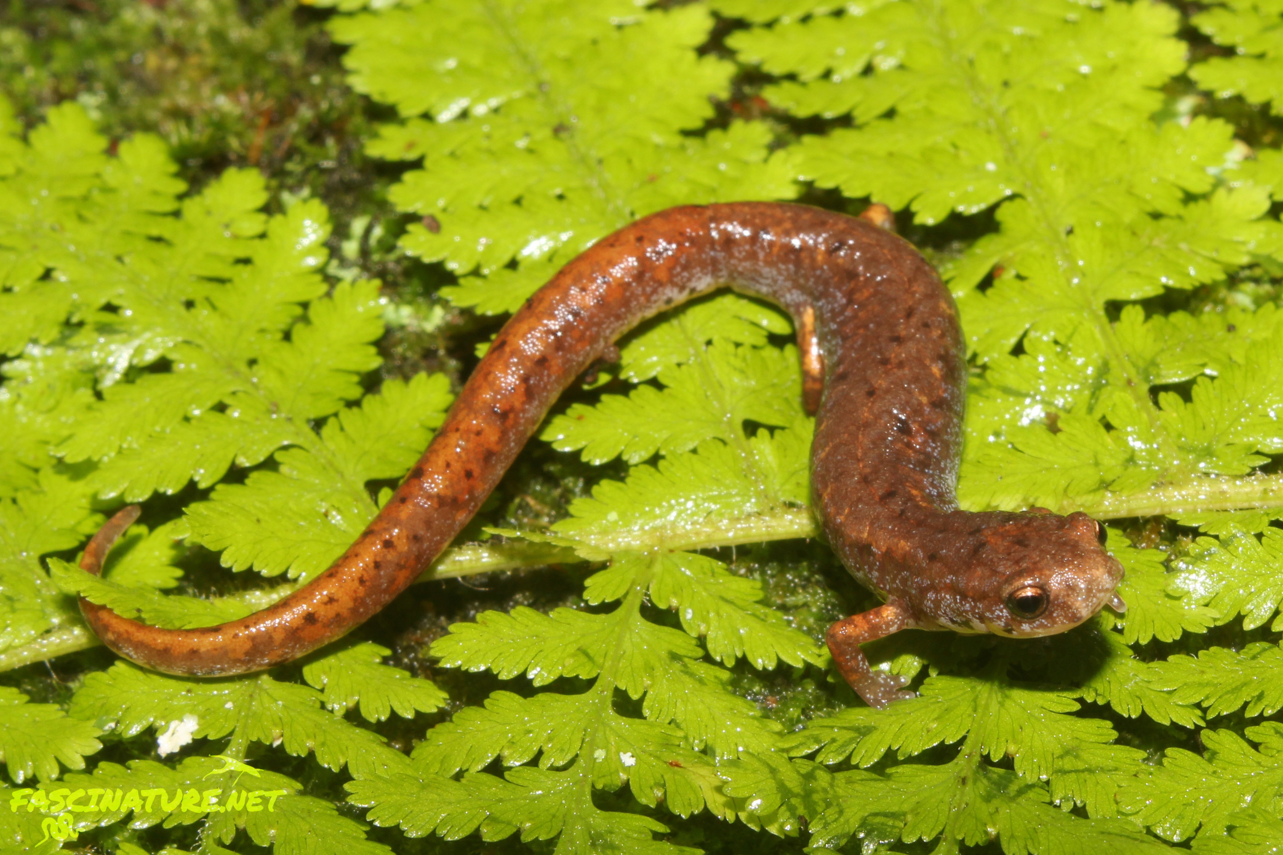Four-toed Salamander