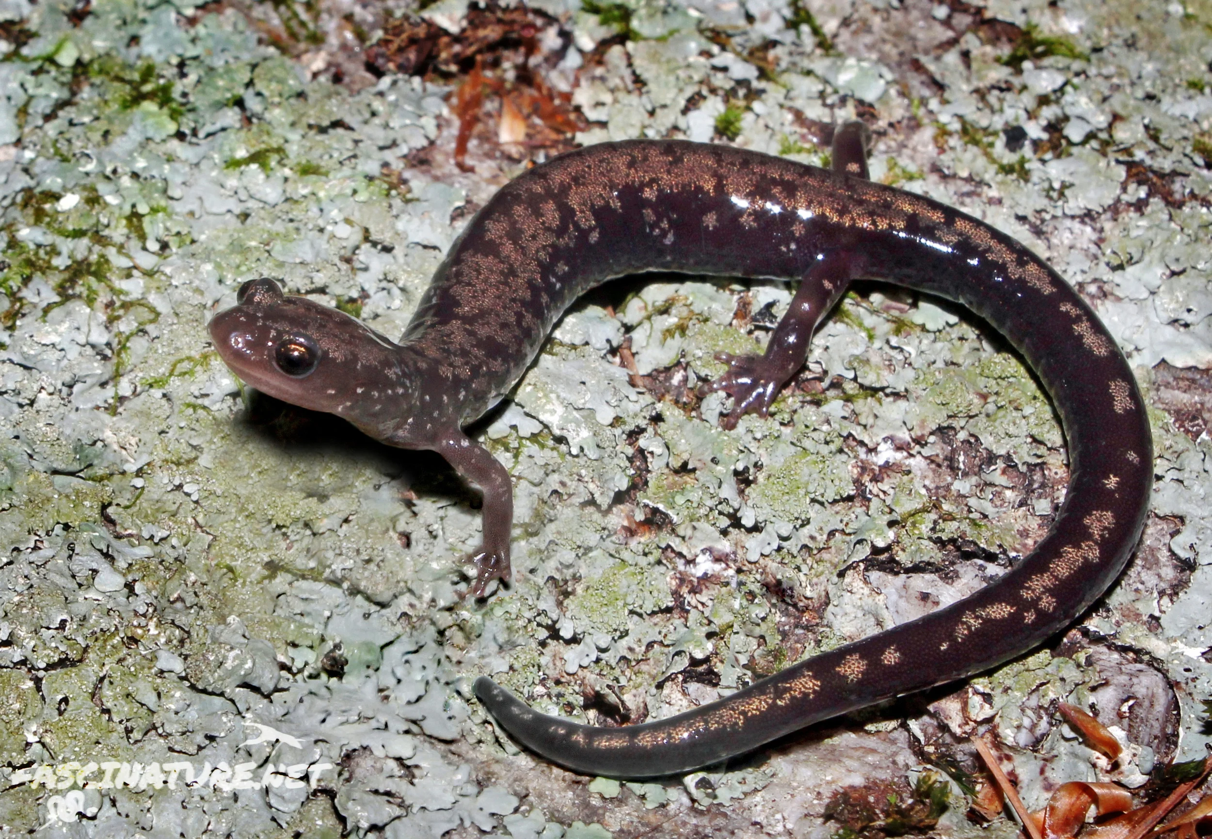 Peaks of Otter Salamander