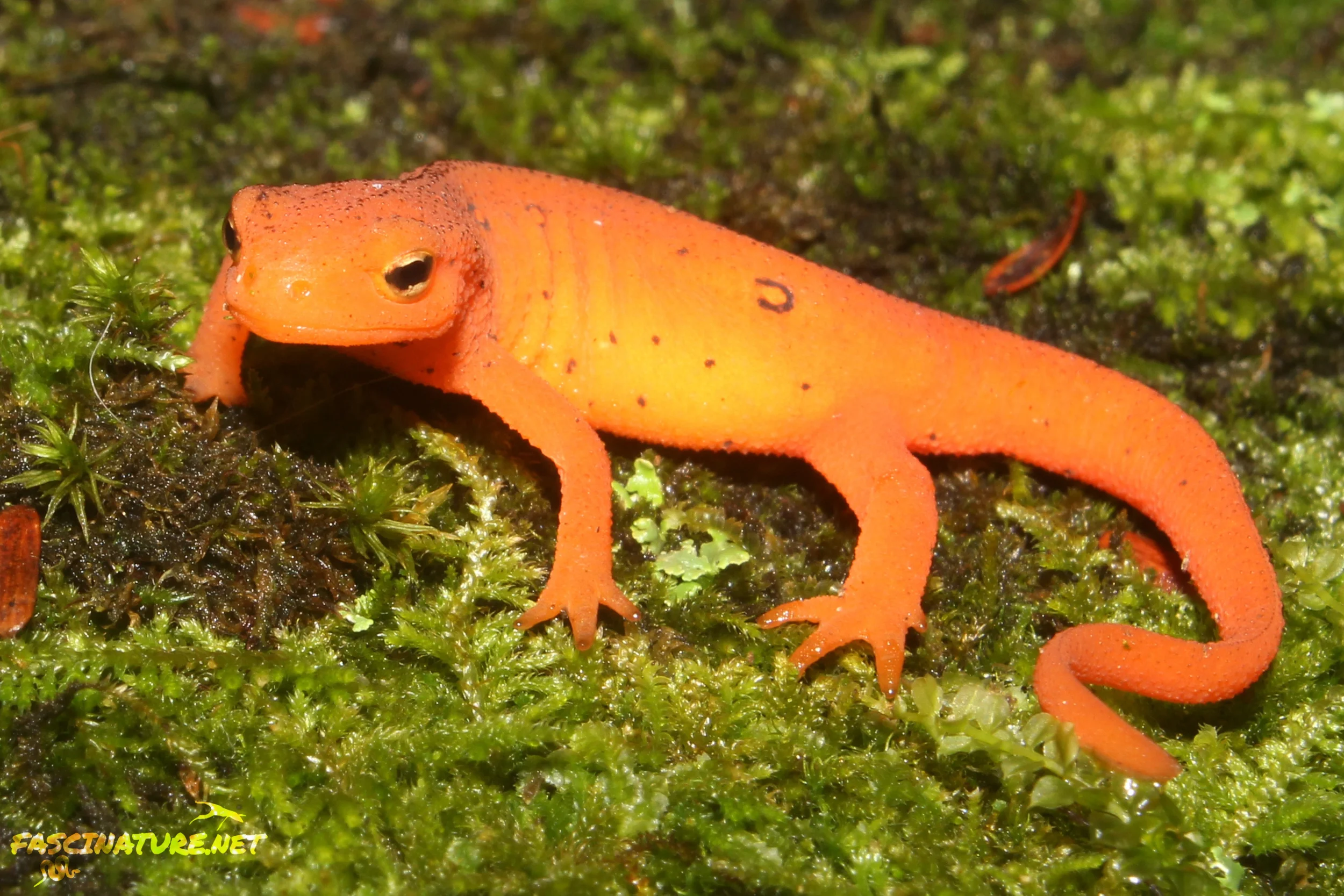 Red Eft