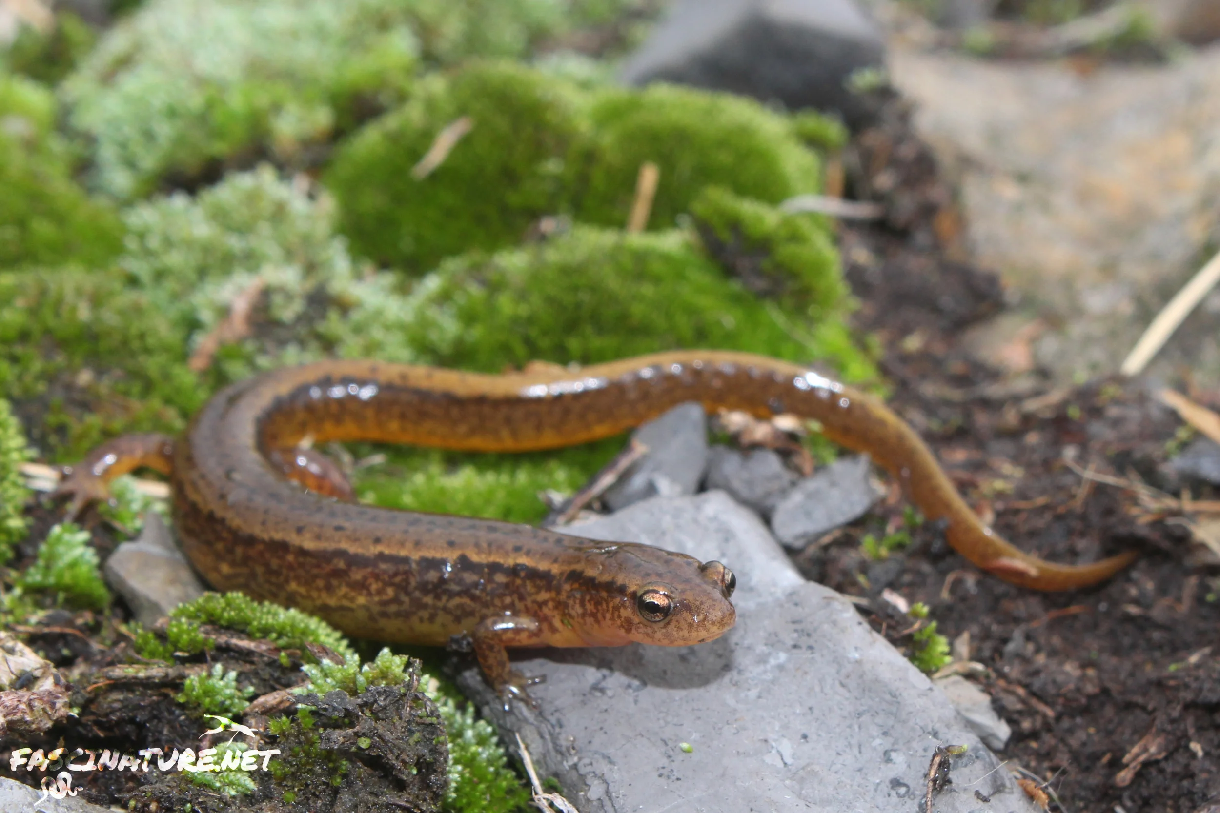 Northern Two-lined Salamander
