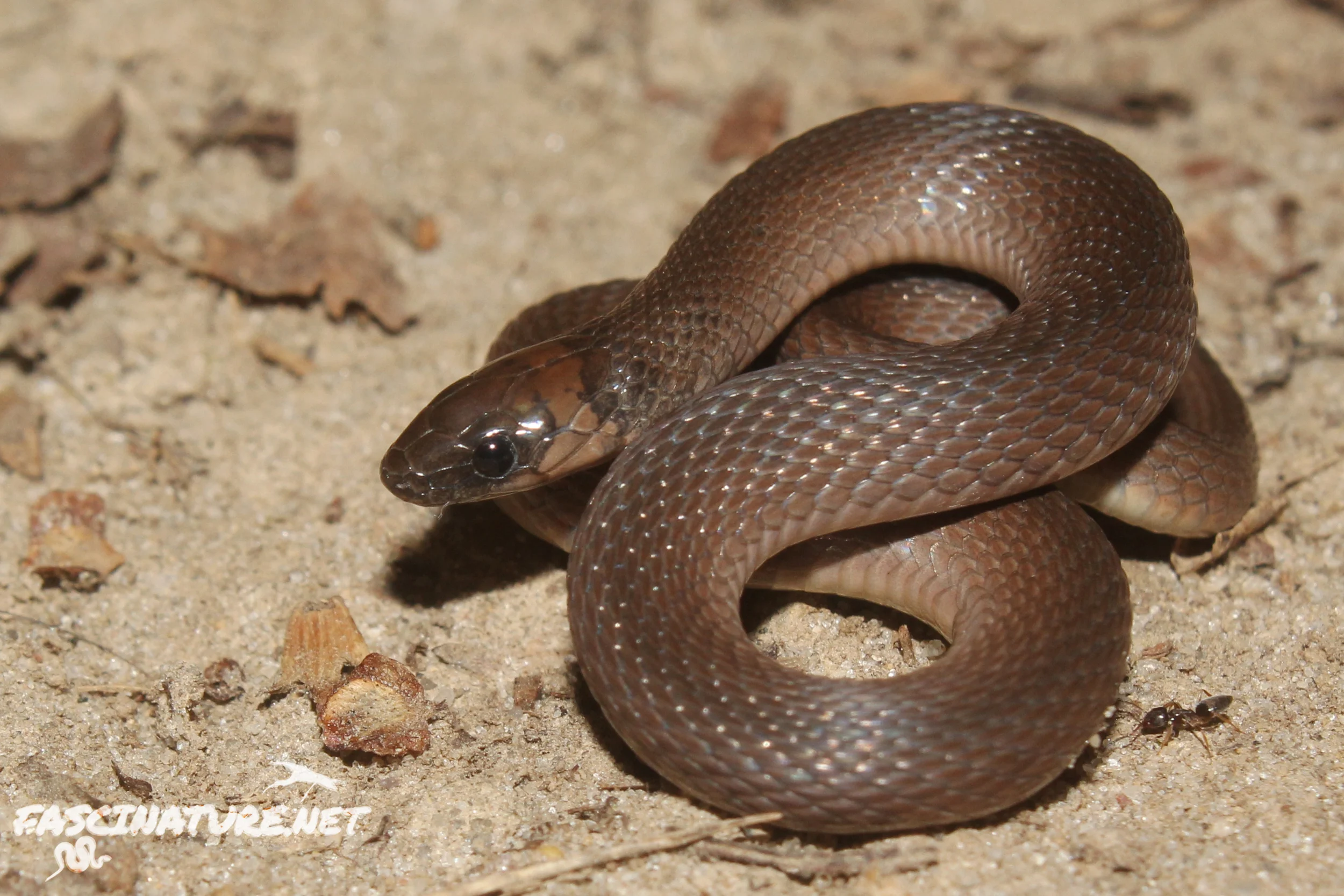 Rough Earthsnake