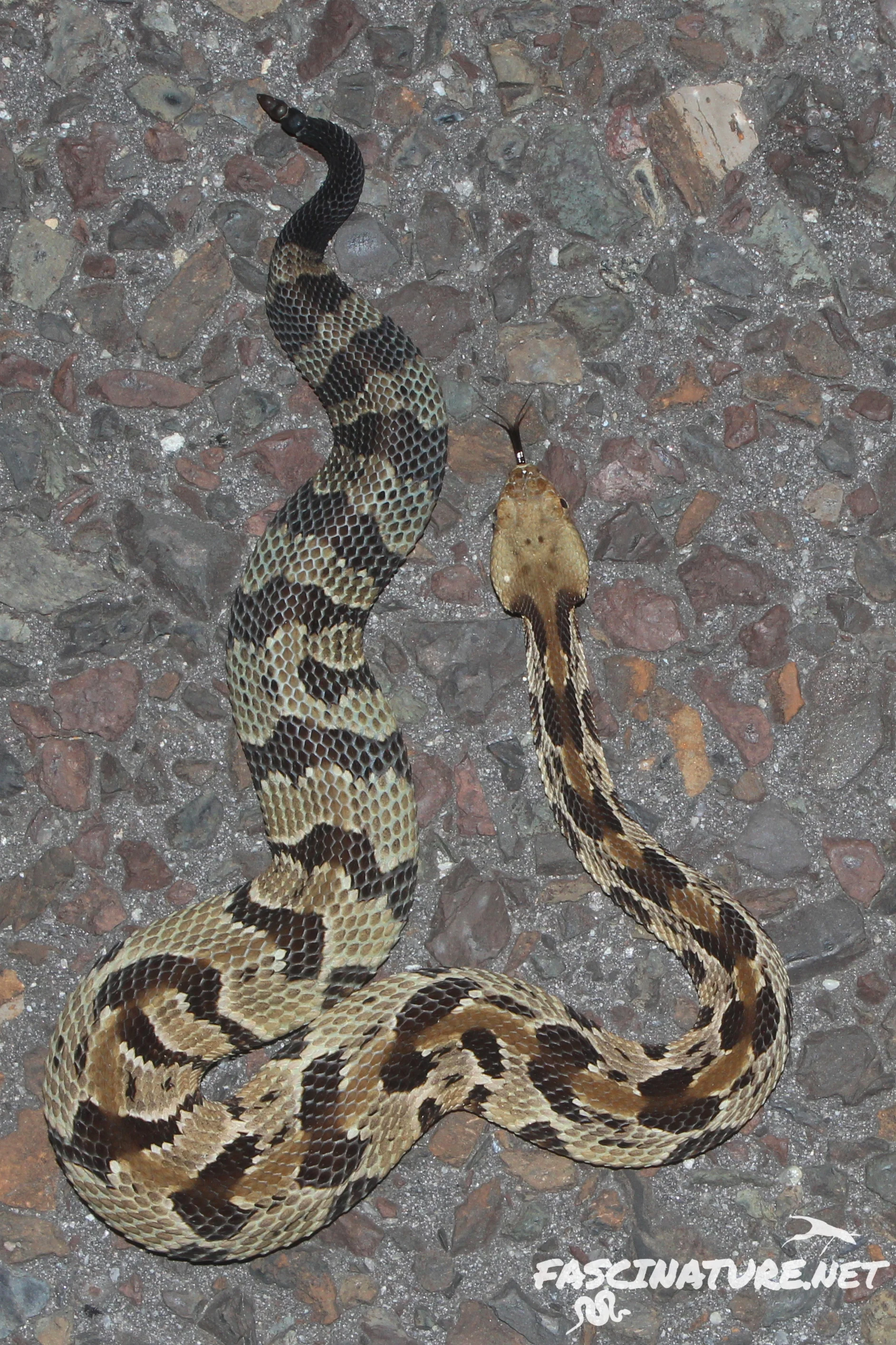 Timber Rattlesnake - Pine Barrens