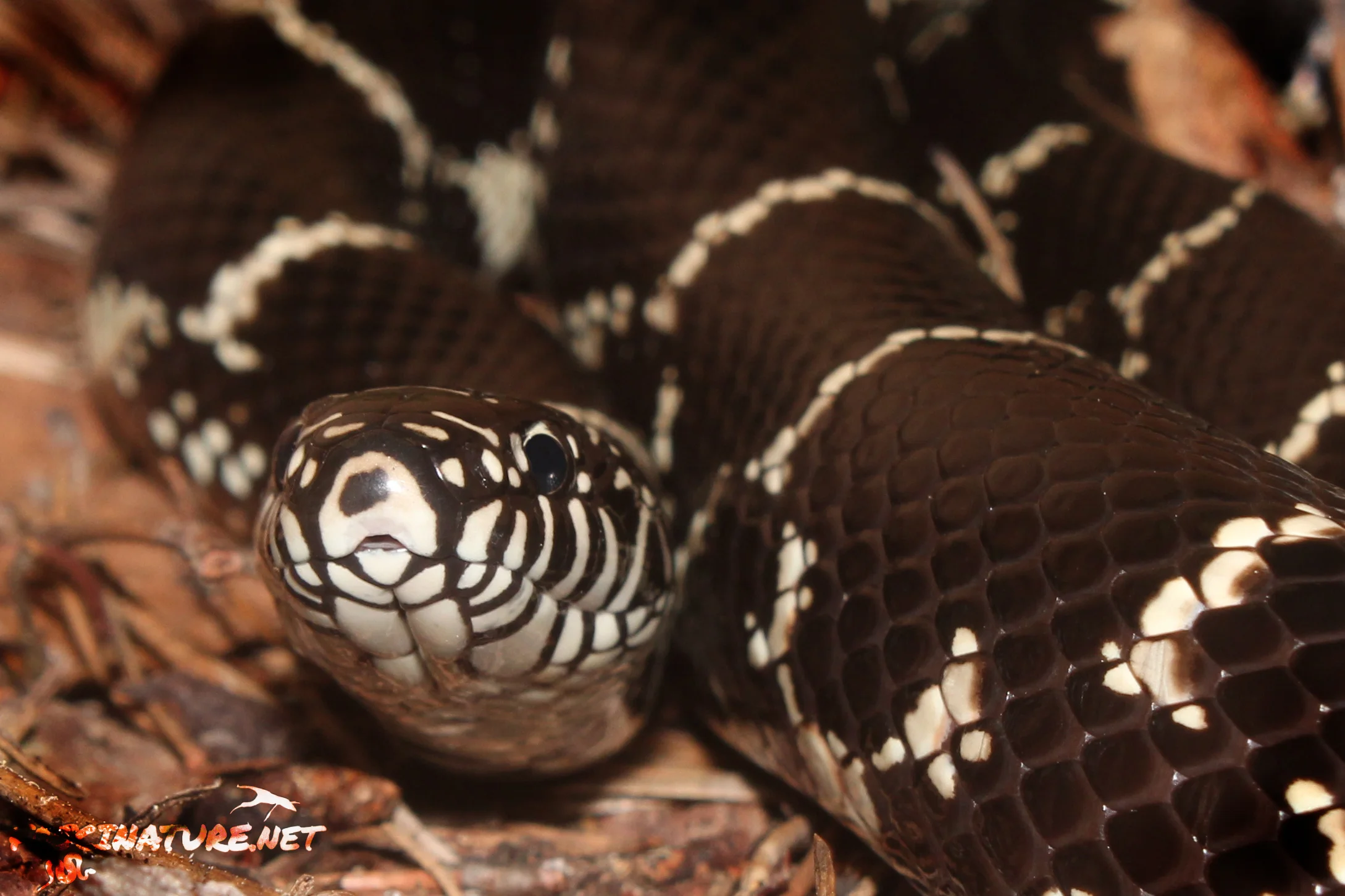 Eastern Kingsnake