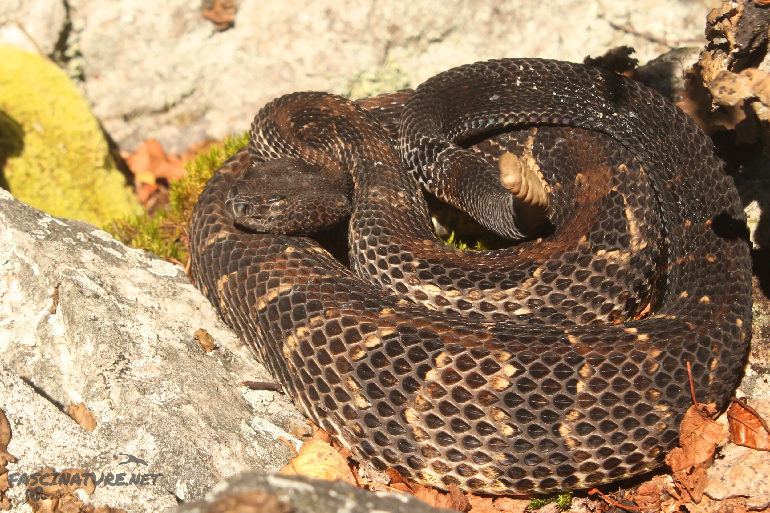 Timber Rattlesnake