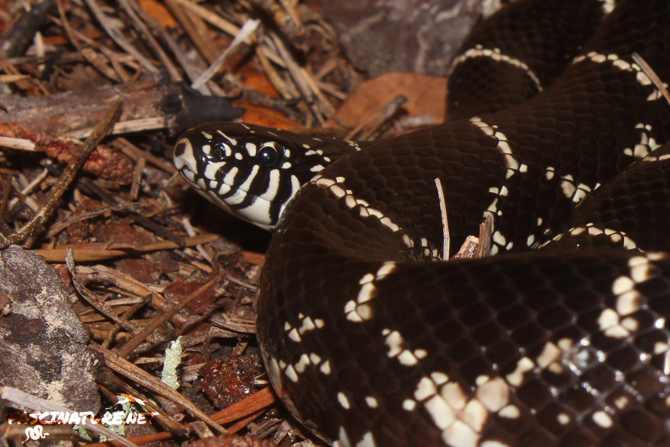 Eastern Kingsnake