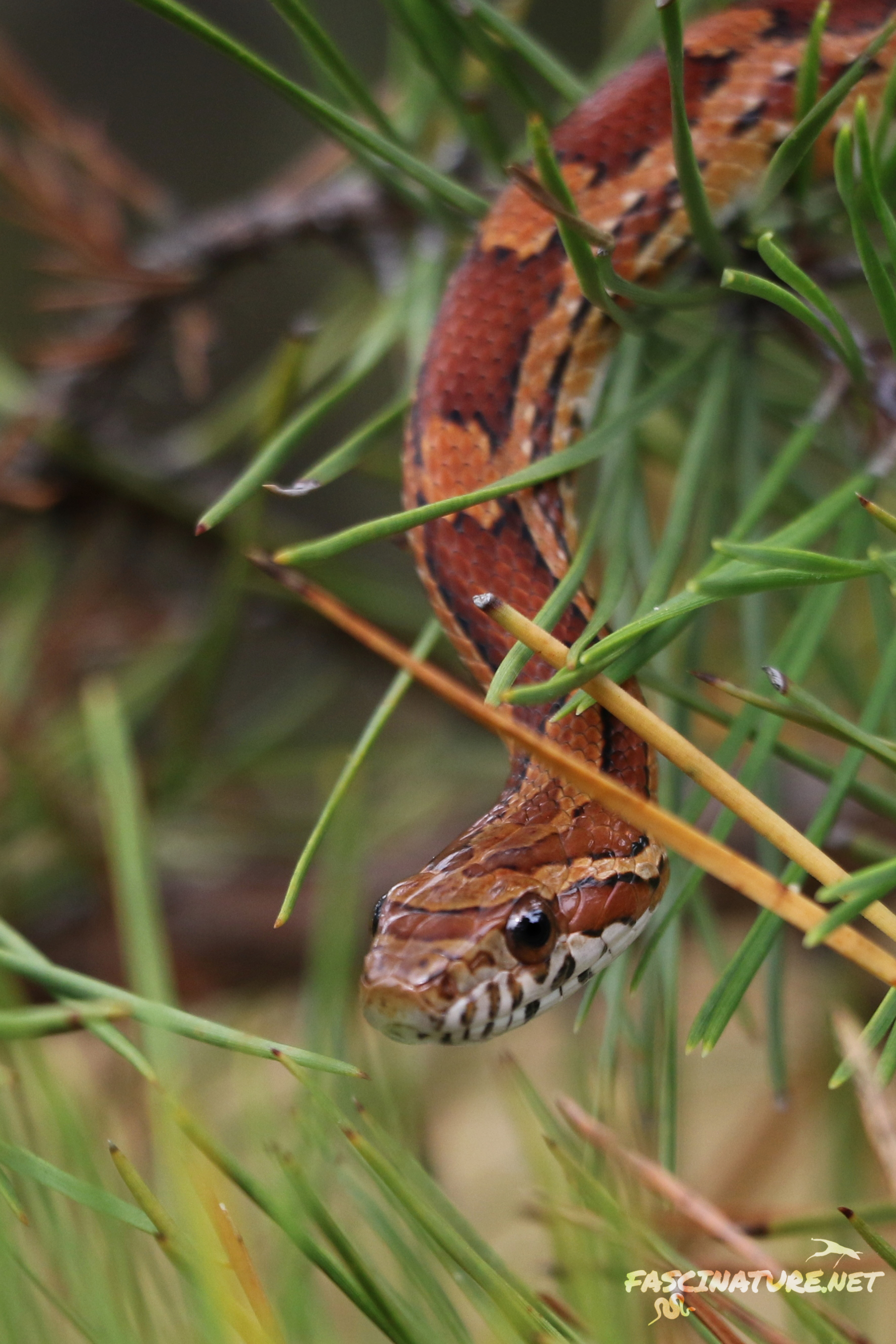 Red Cornsnake