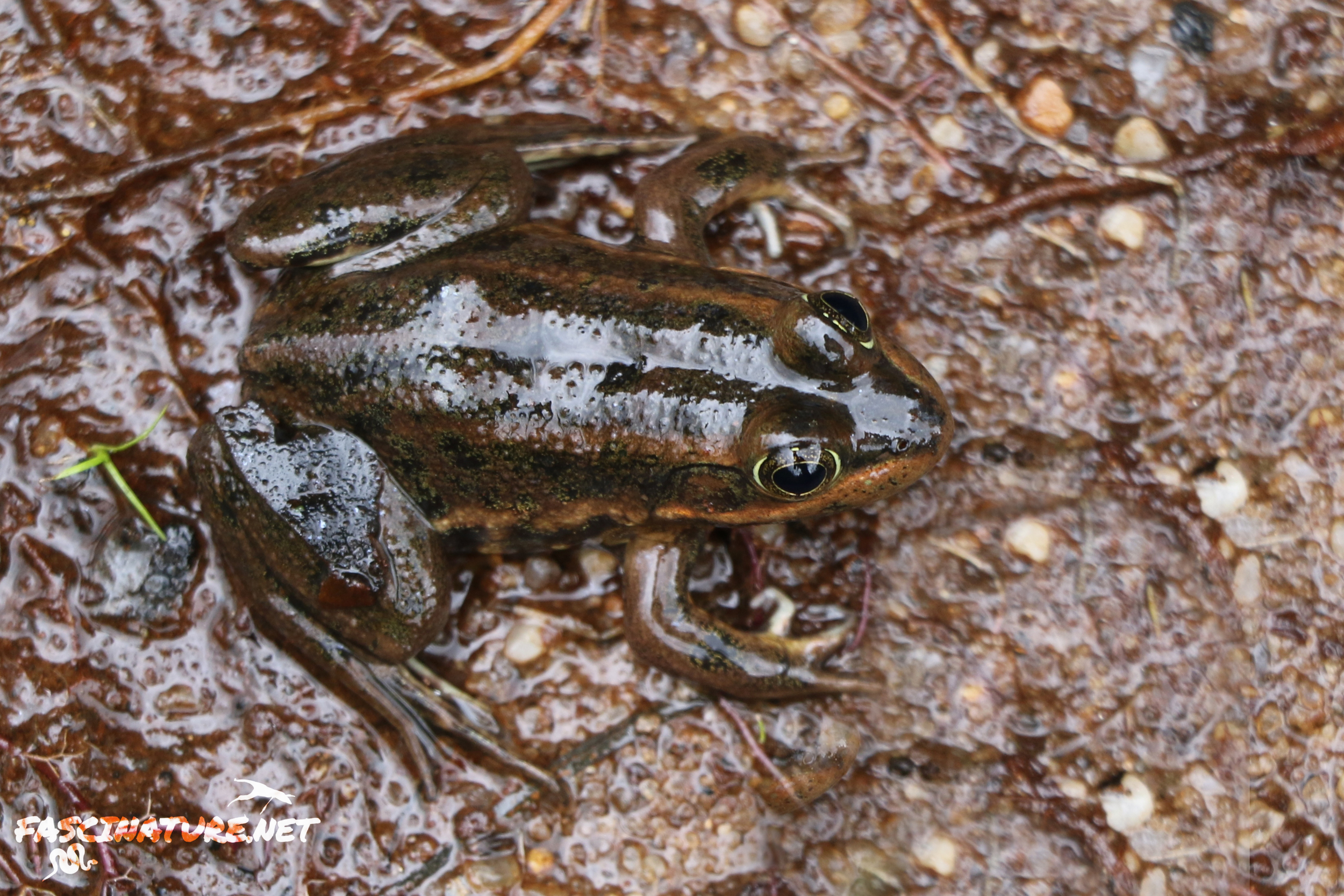 Carpenter Frog