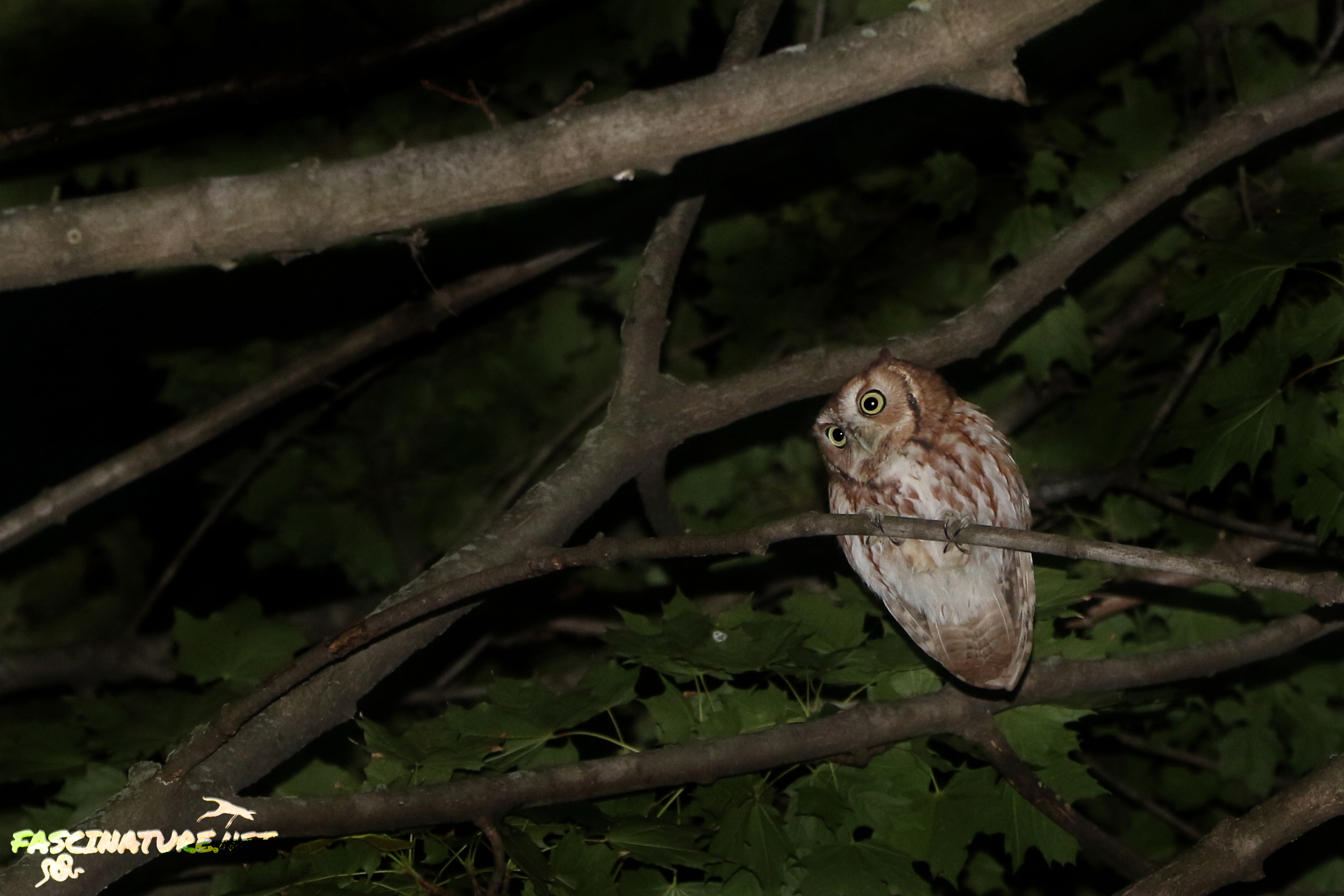 Eastern Screech Owl