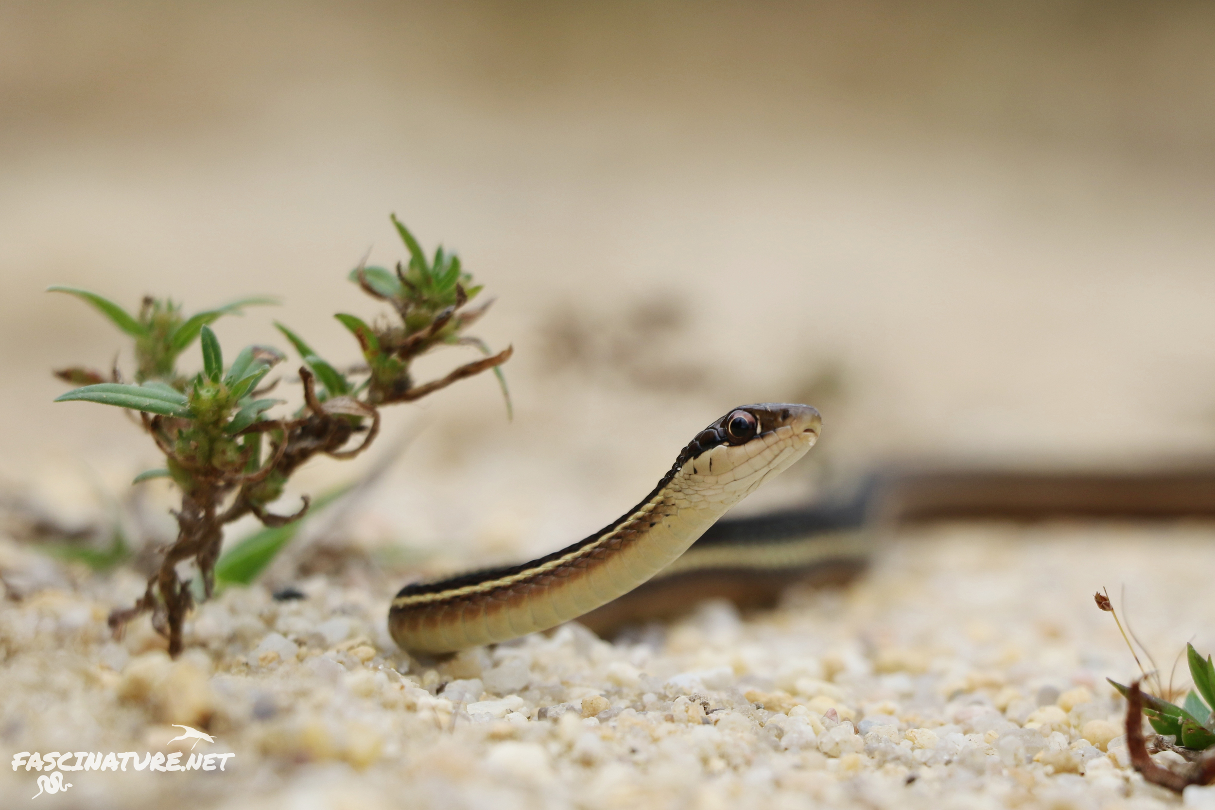 Eastern Ribbonsnake