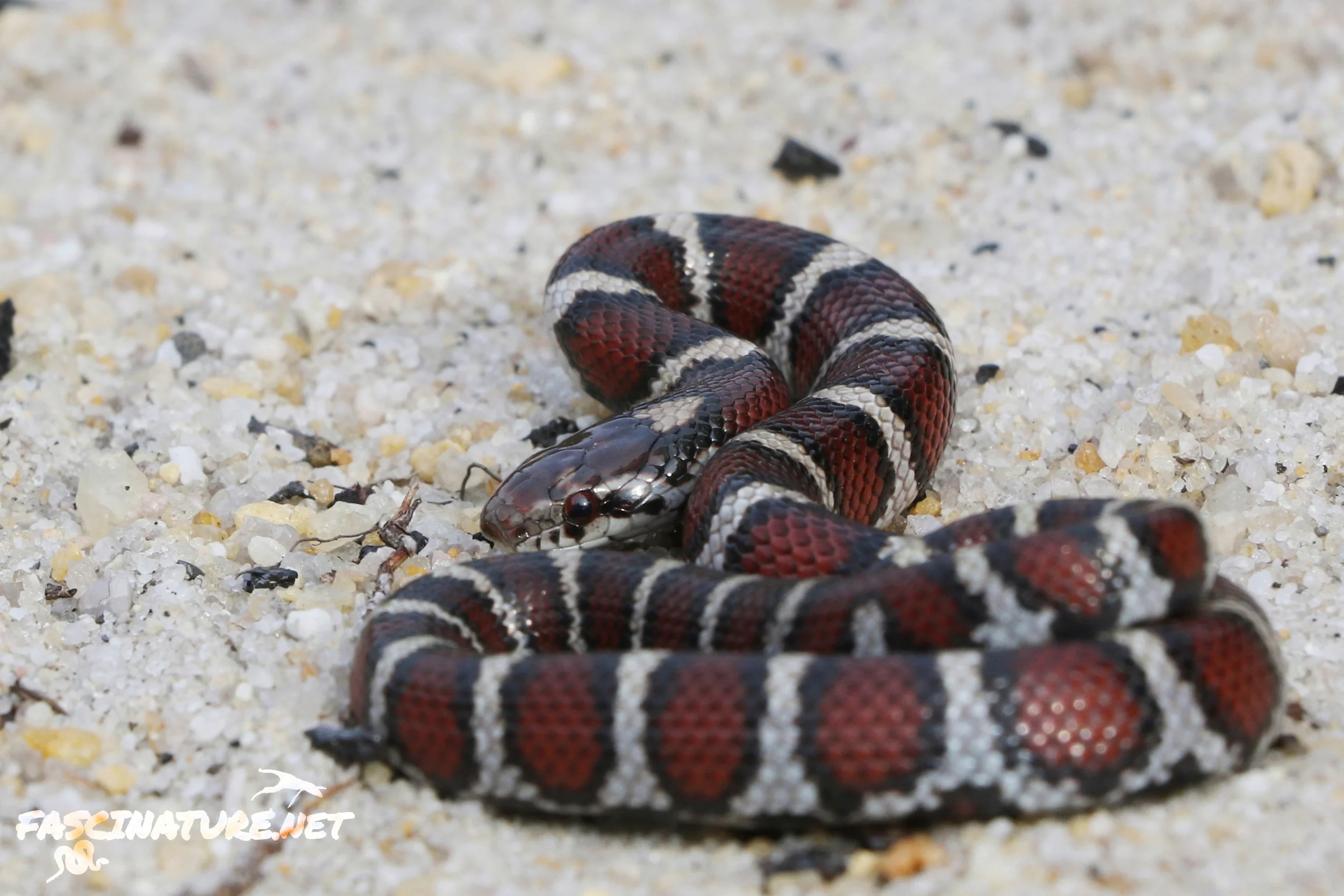 Coastal Plains Milksnake
