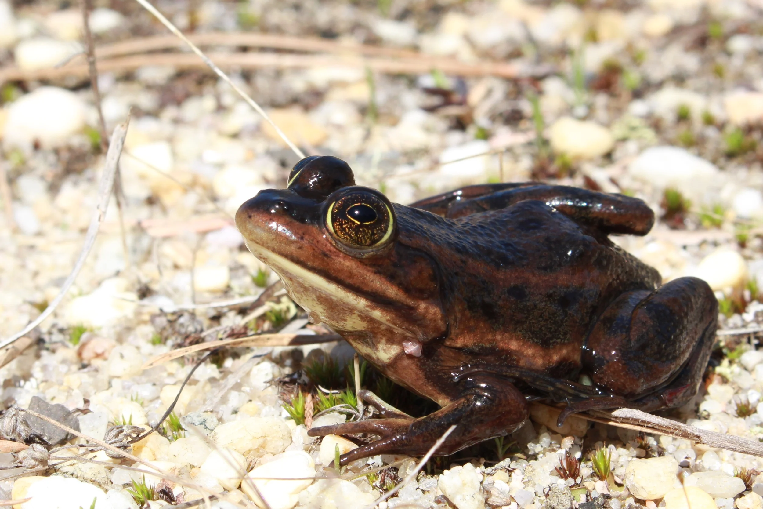 Carpenter Frog