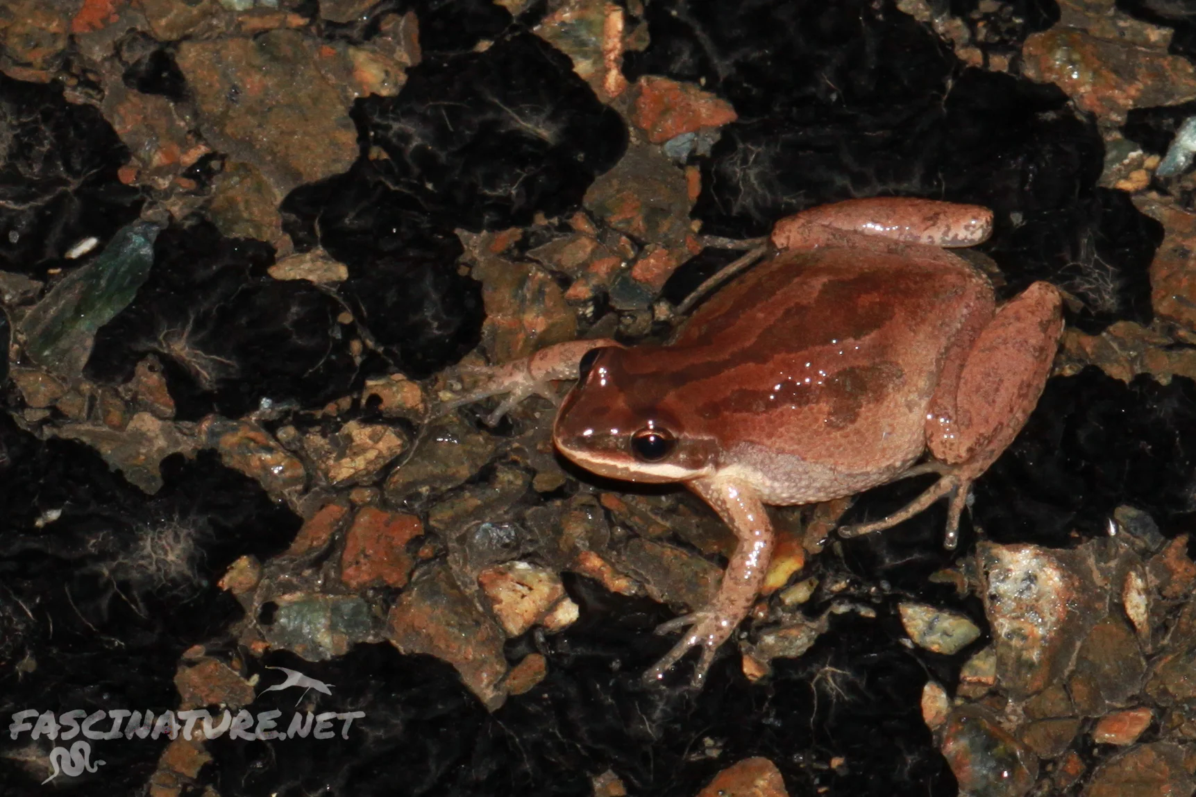 New Jersey Chorus Frog