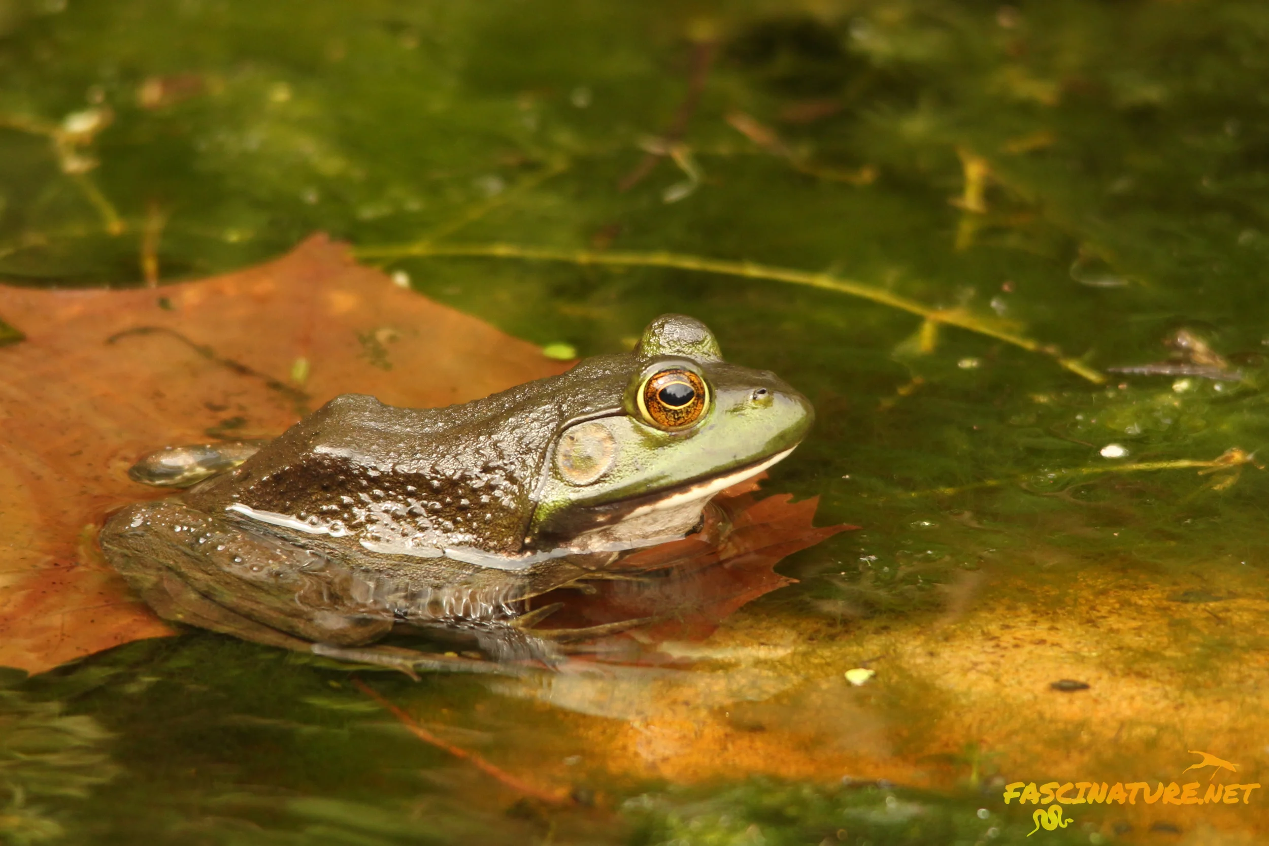 American Bullfrog
