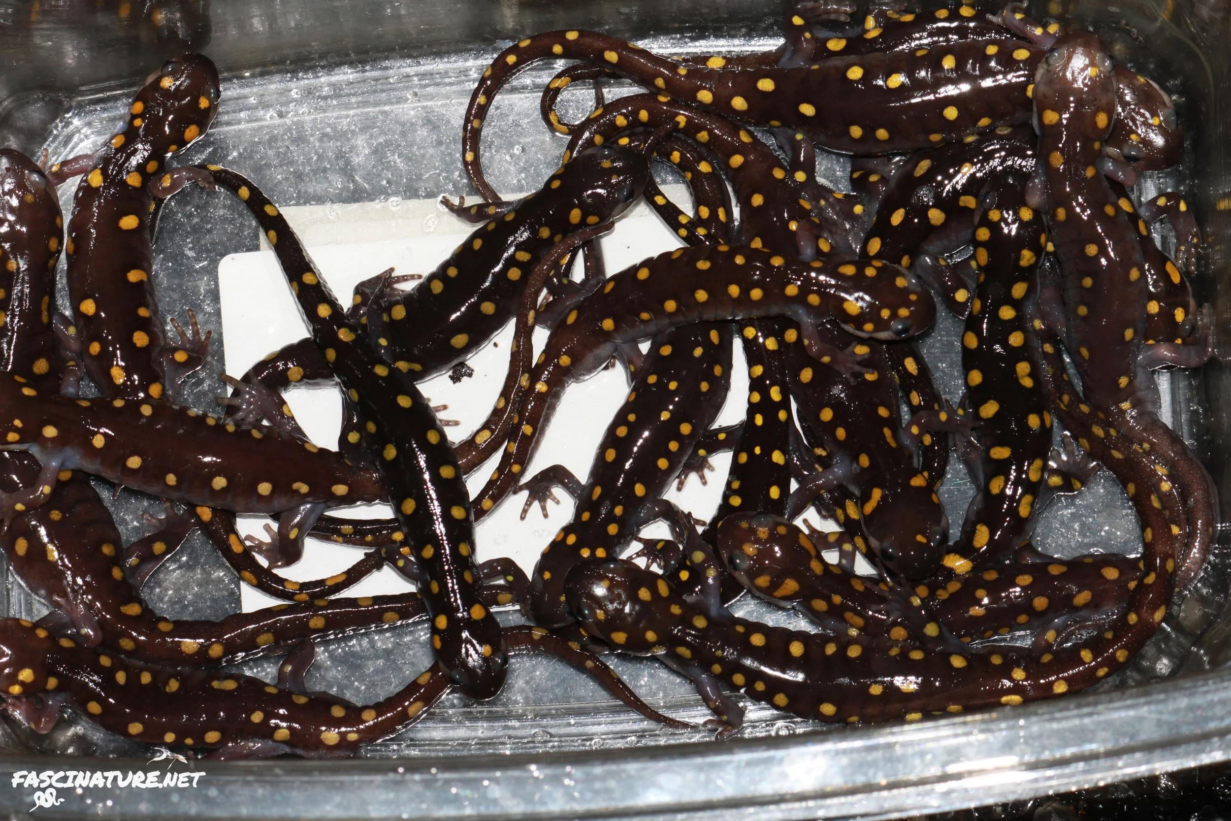 Spotted Salamanders moved across road