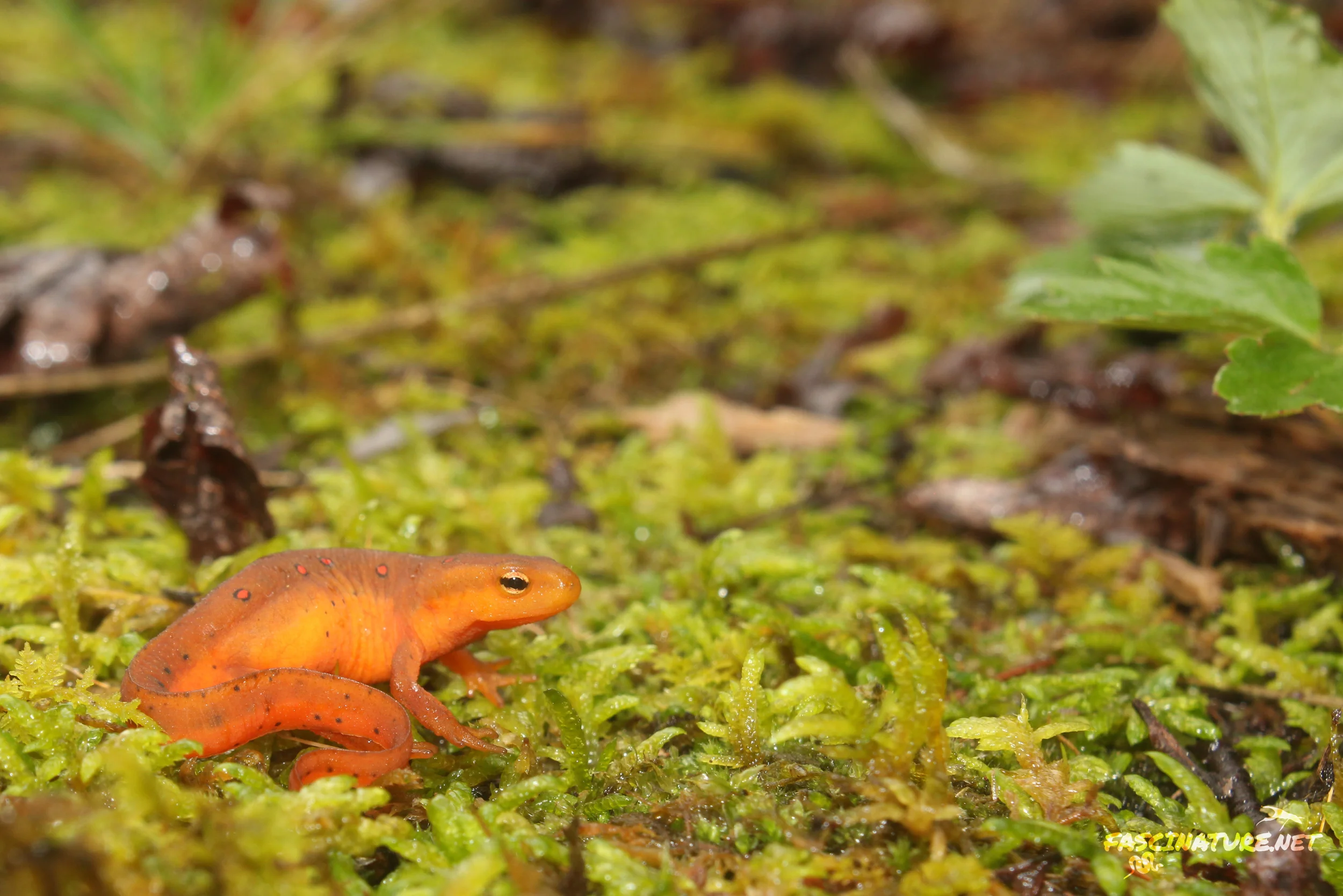 Red Eft