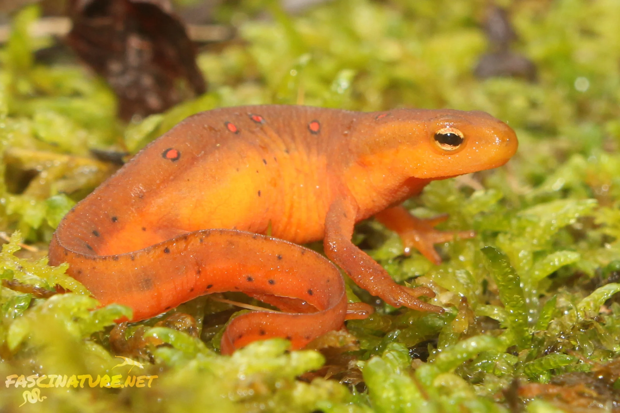 Red Eft