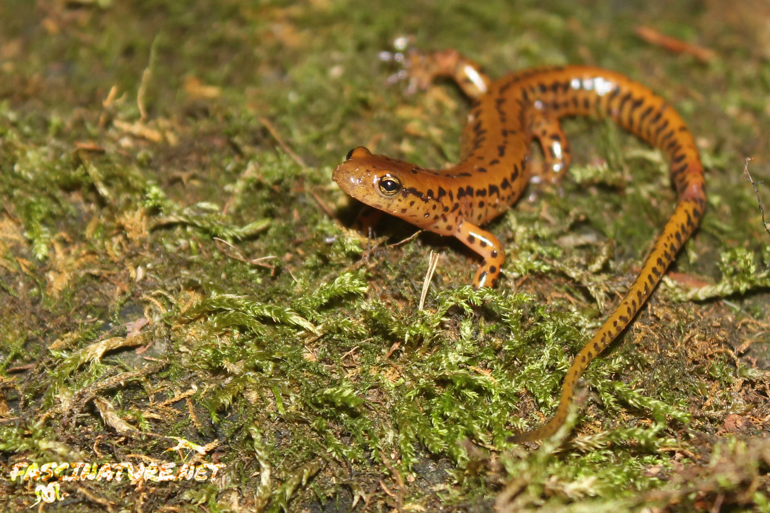Long-tailed Salamander